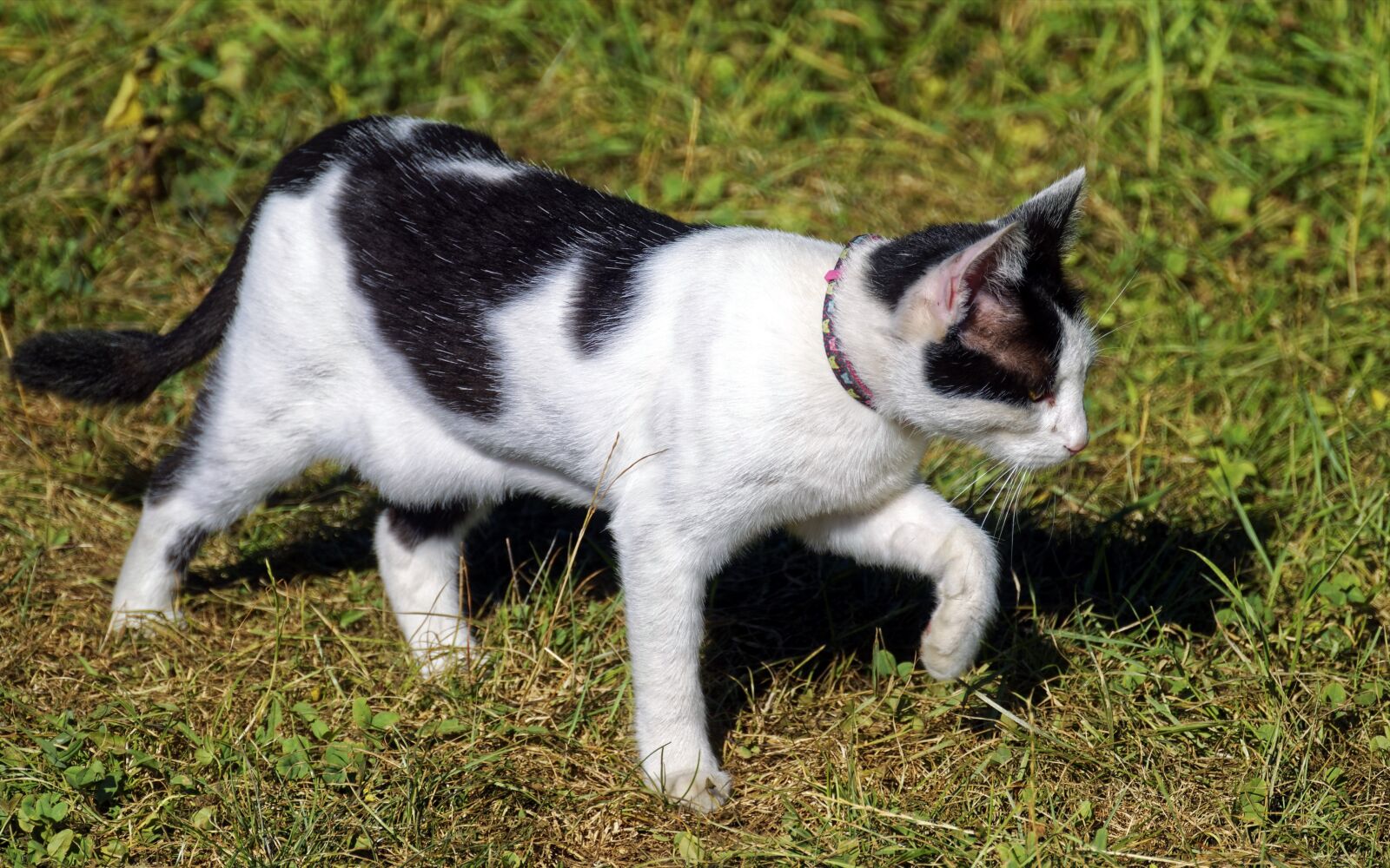 Nikon D5300 sample photo. Cat, pet, domestic photography