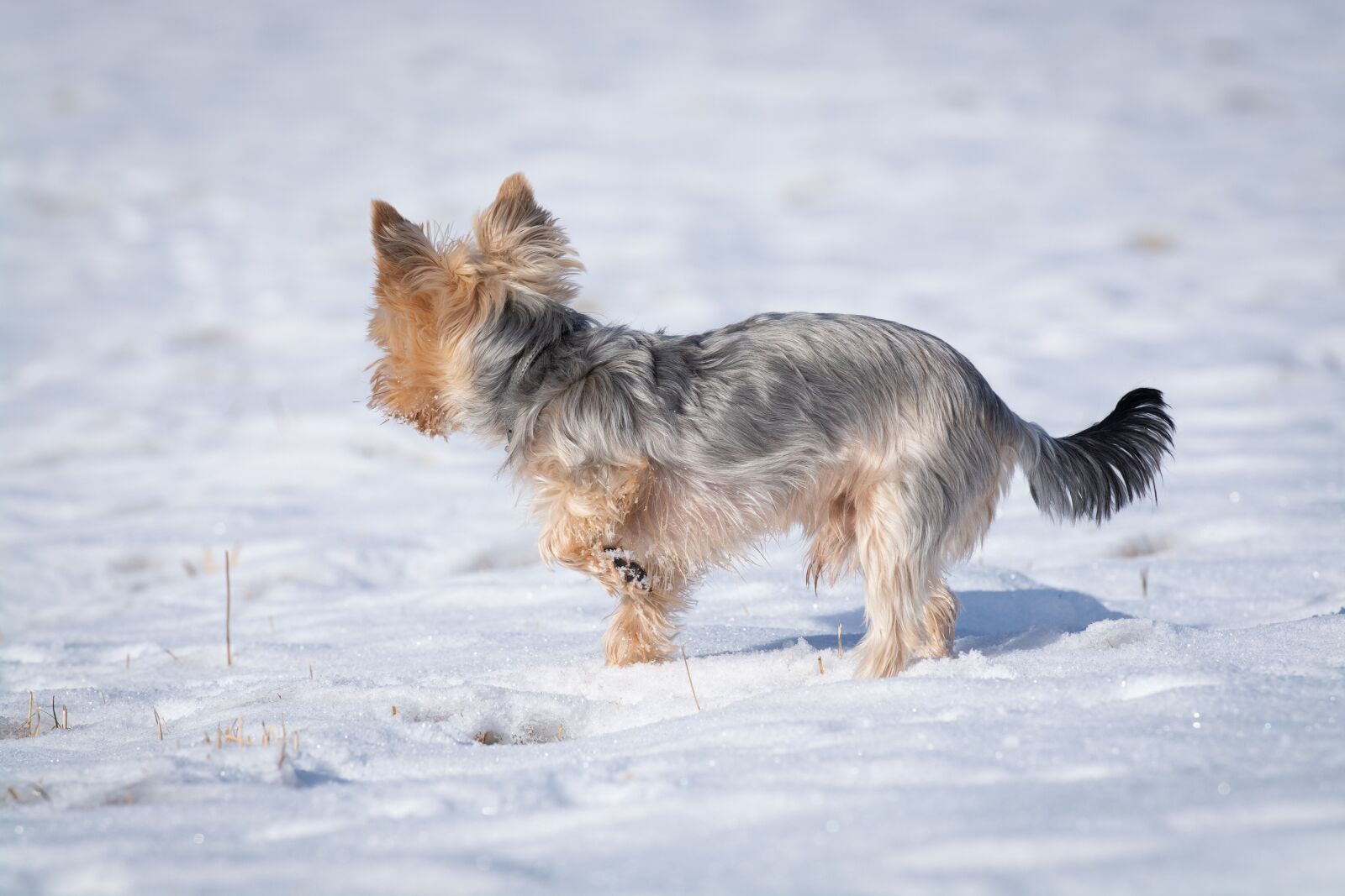 Nikon D7100 sample photo. Dog, small, winter photography