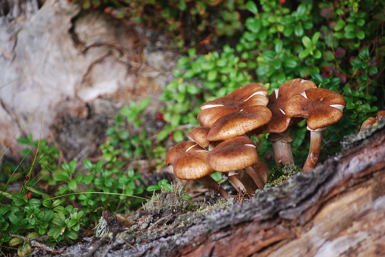 Nikon D60 sample photo. Nature, forest, mushroom photography