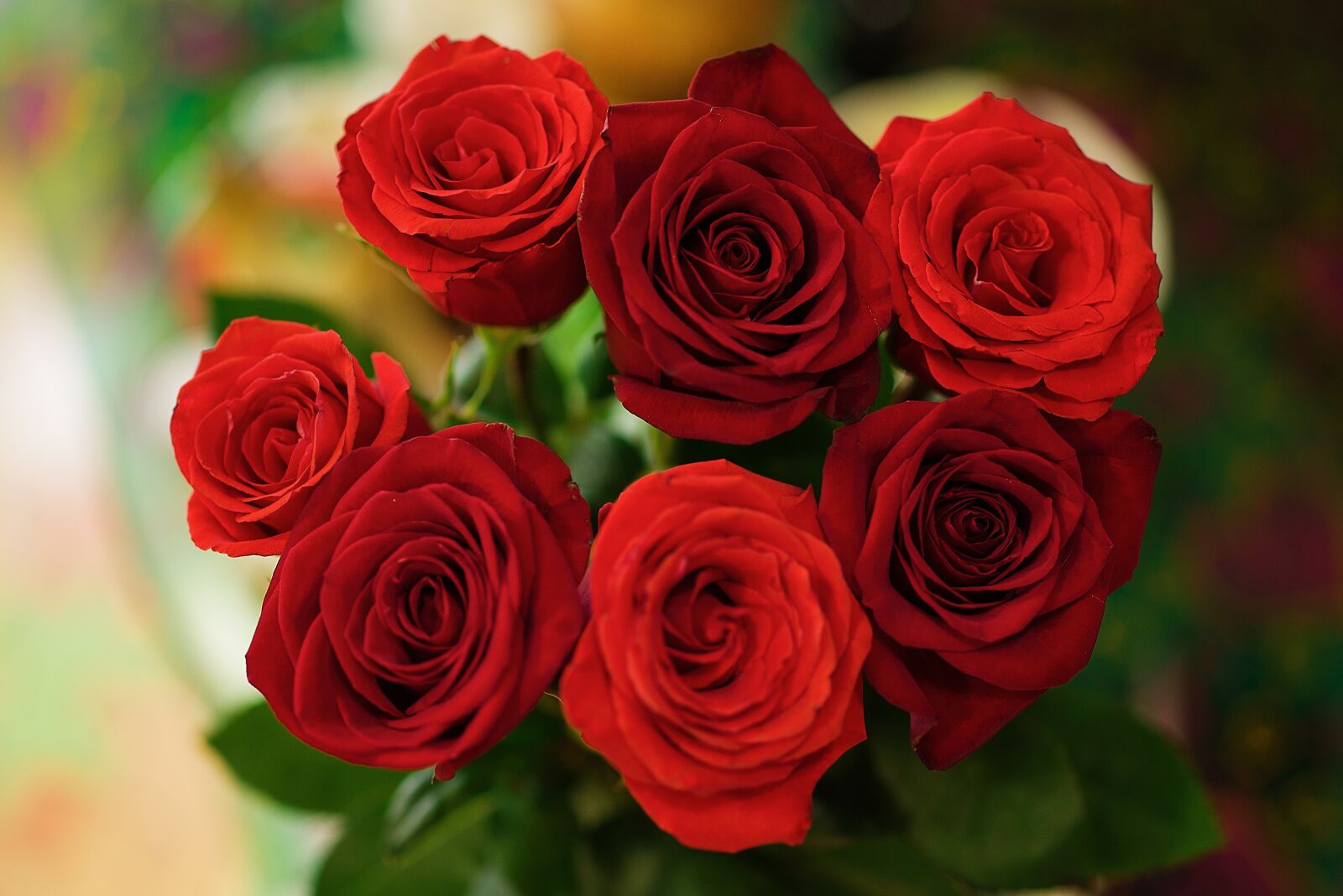 Nikon D810 sample photo. Roses, scarlet, red photography