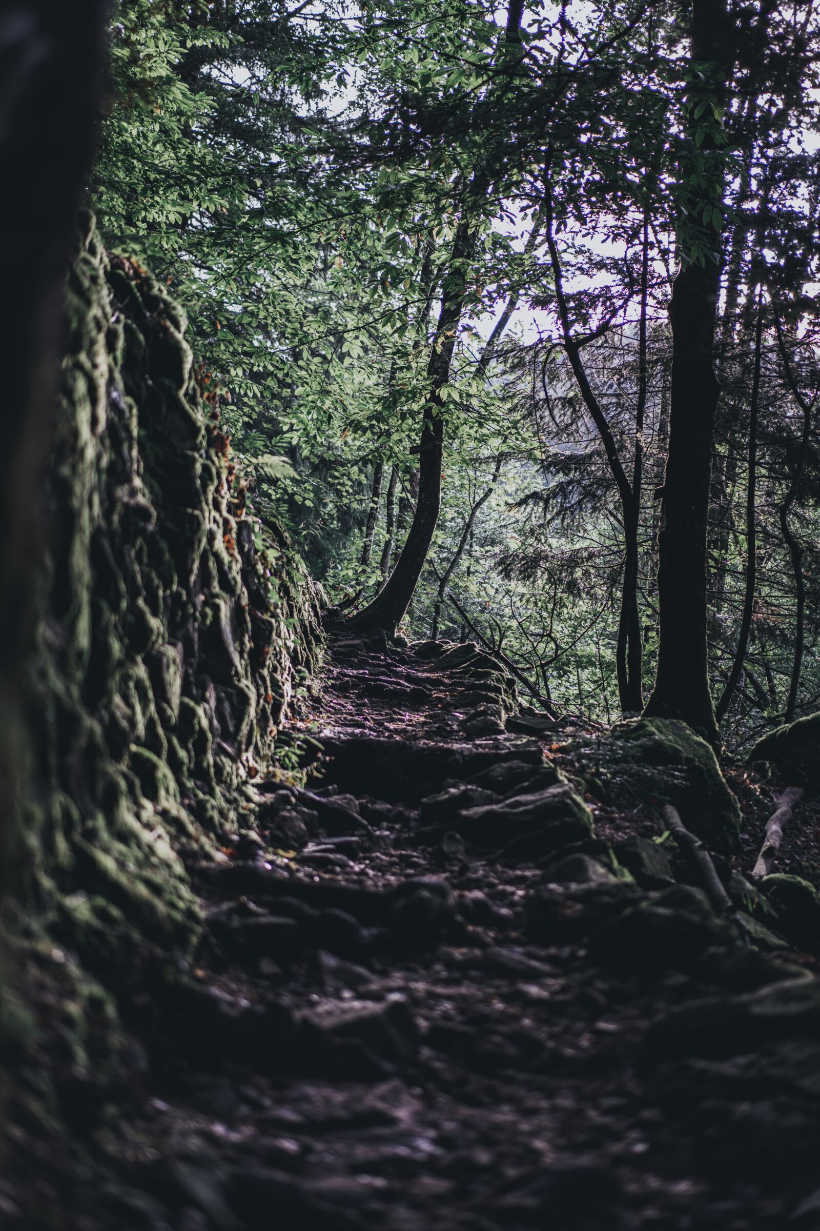 Sony a7R IV + Sony Sonnar T* FE 55mm F1.8 ZA sample photo. Trail, forest, mountain photography