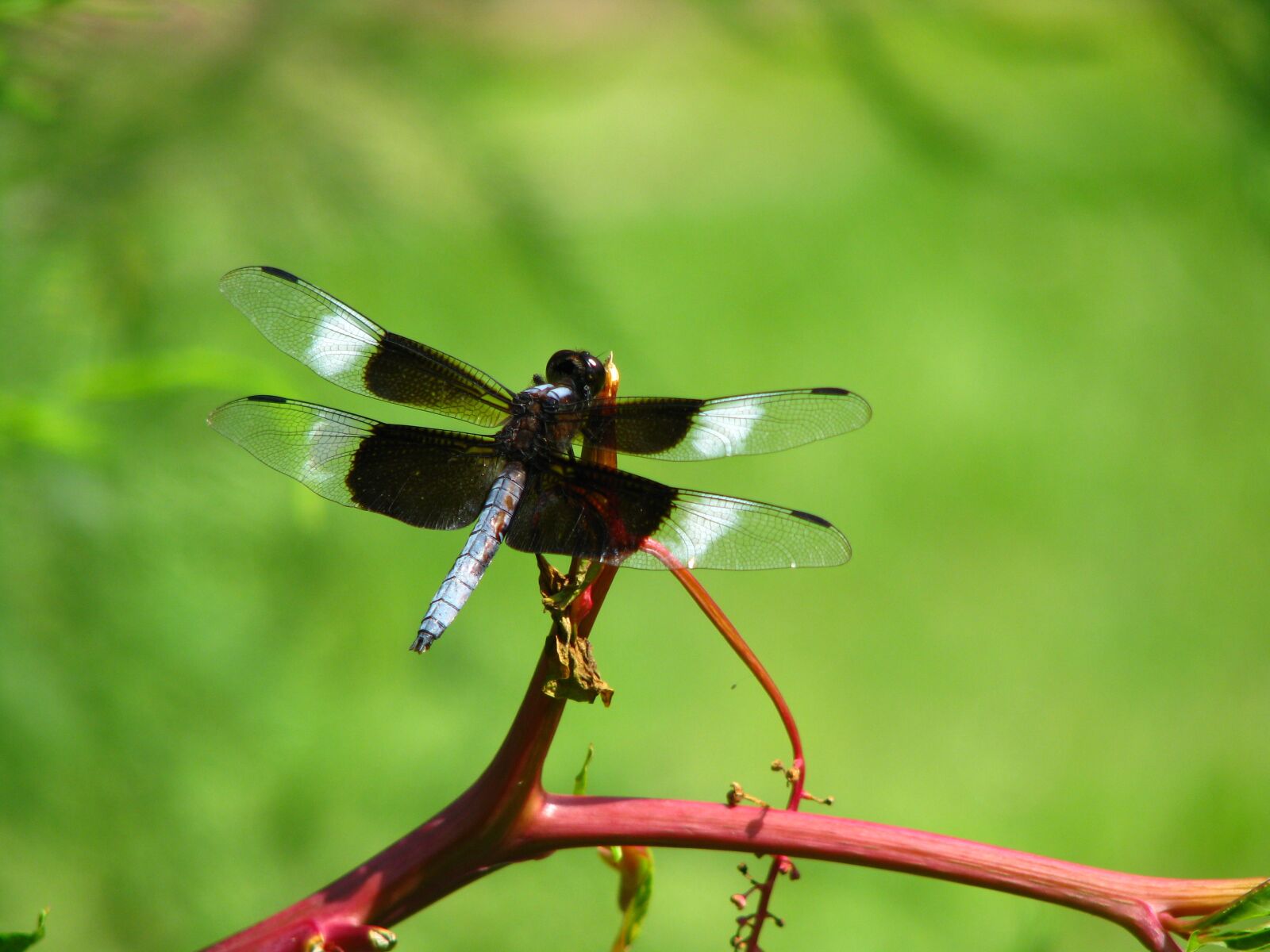 Canon POWERSHOT S5 IS sample photo. Dragonfly, nature, wings photography