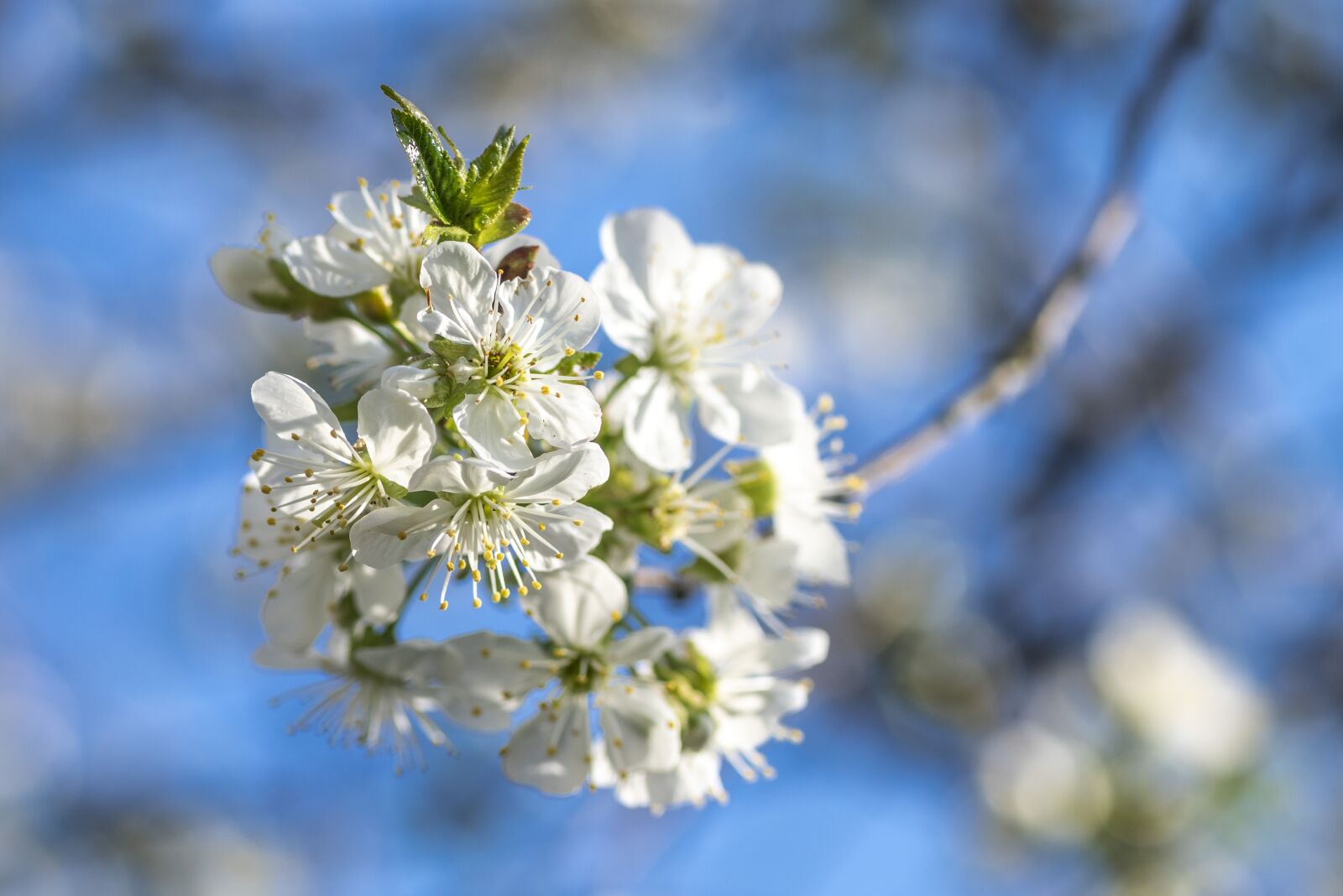 Nikon D810 sample photo. Cherry blossom, cherry, flower photography