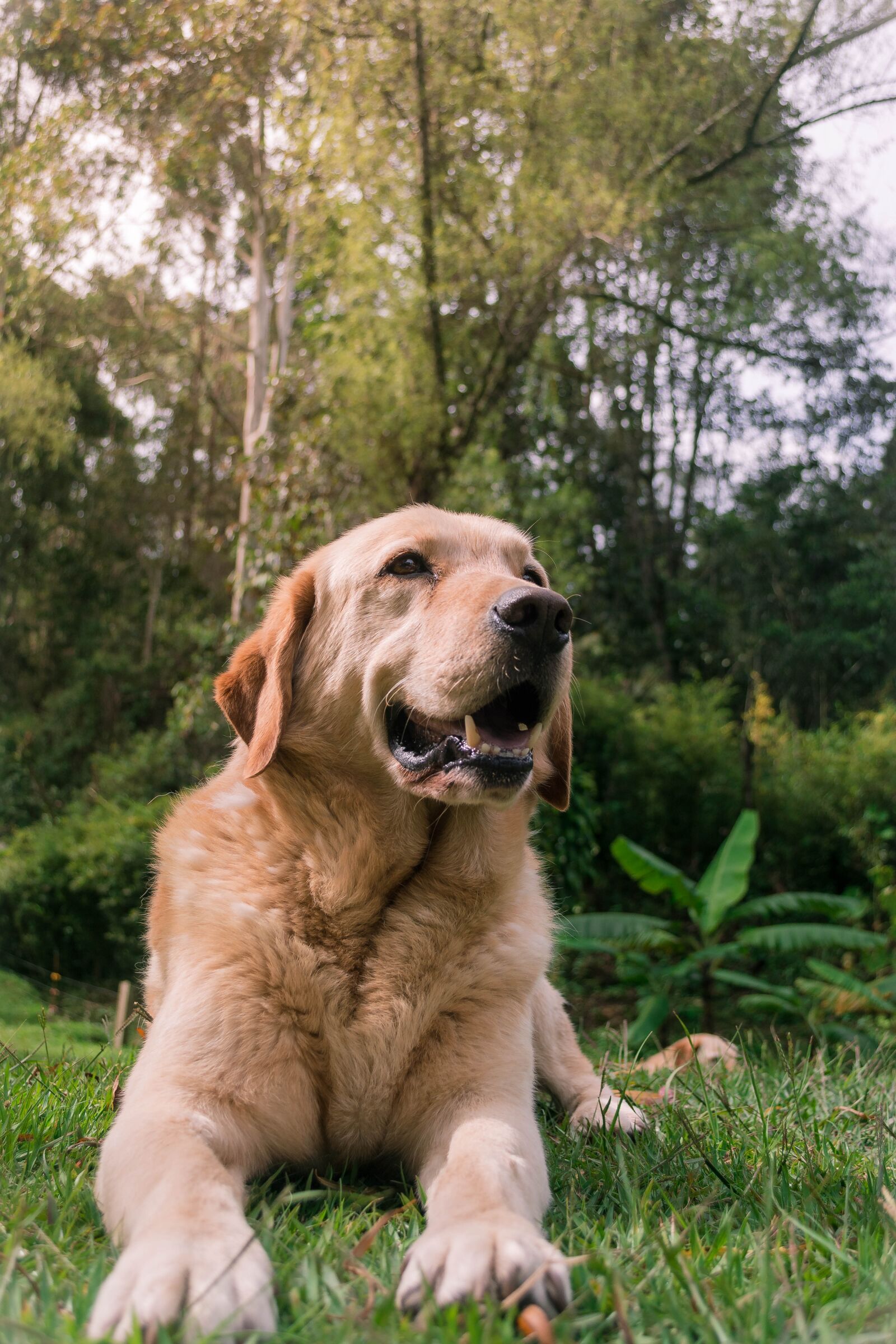 Nikon D5200 sample photo. Dogs, dog alegre, animals photography