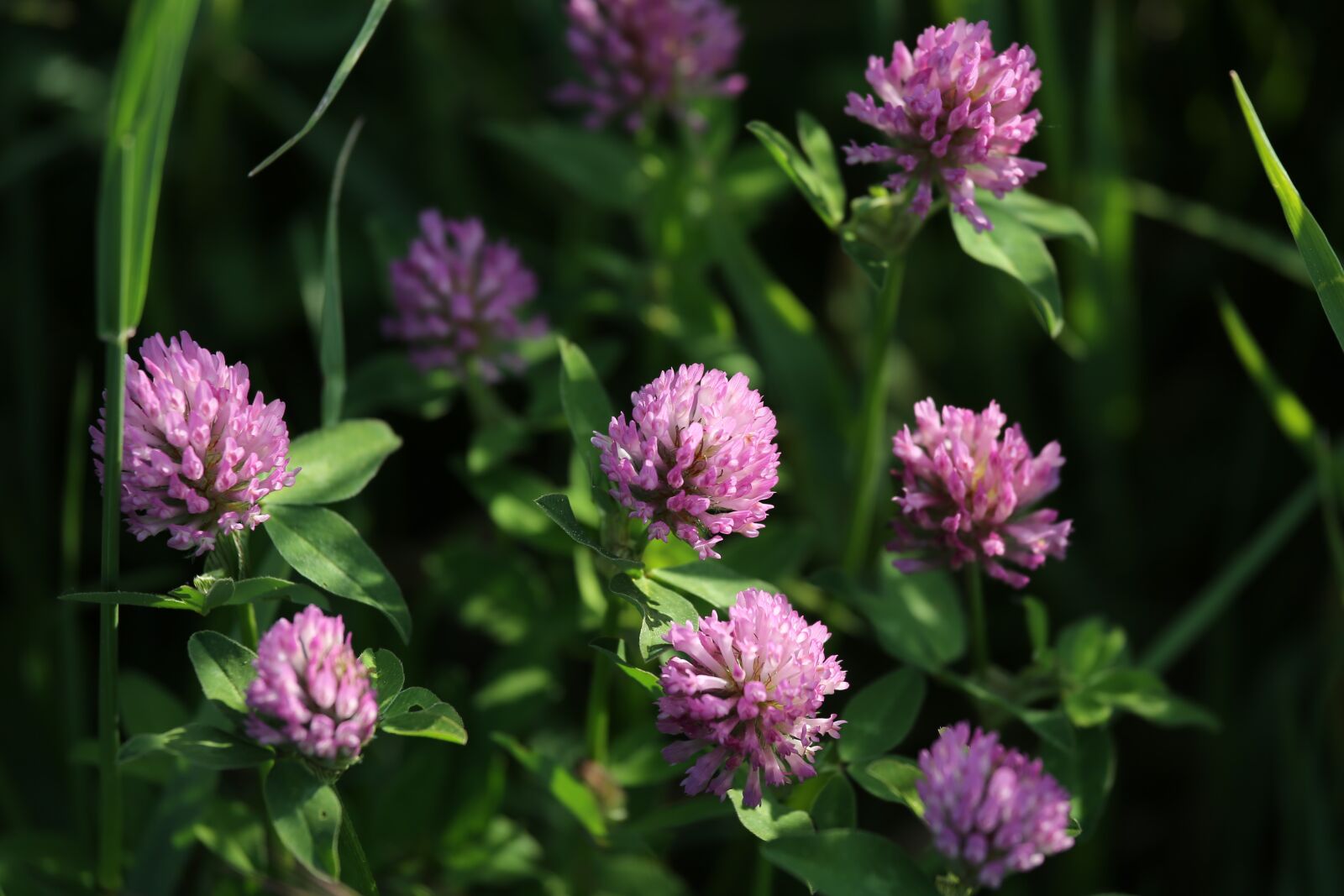 Canon EOS 6D + Canon EF 70-200mm F4L IS USM sample photo. Red clover, flower, plant photography