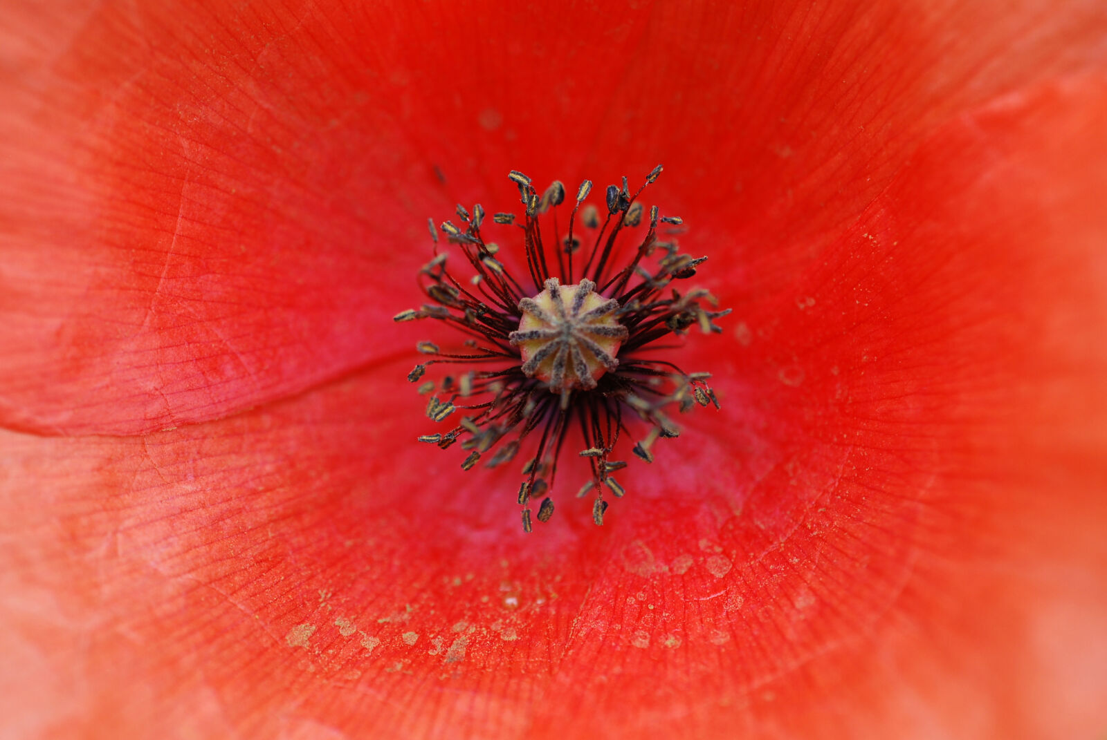 Nikon D40X sample photo. Flower, heart, poppy, red photography