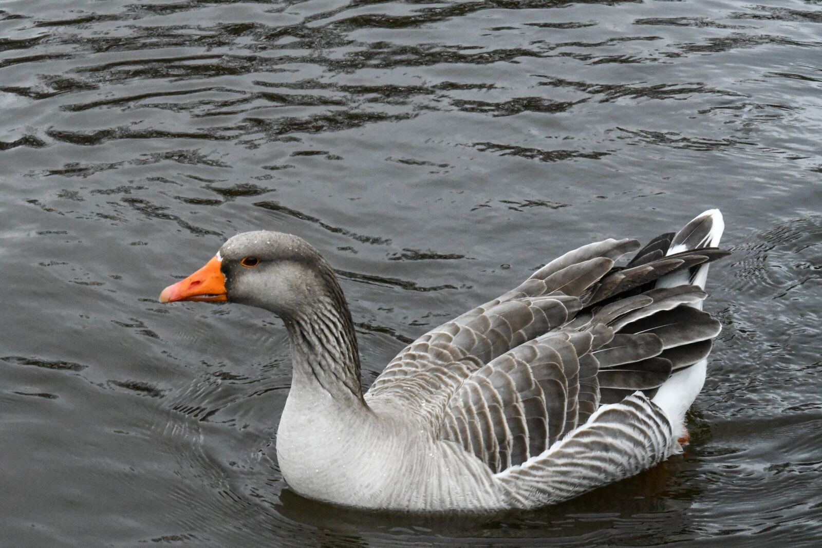 Nikon D7500 sample photo. Goose, animal, ave photography