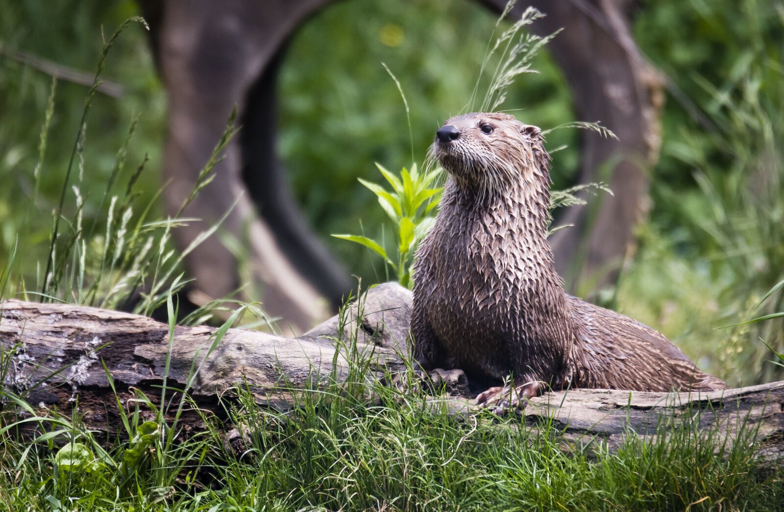 Nikon D810 sample photo. Animal, grass, log photography