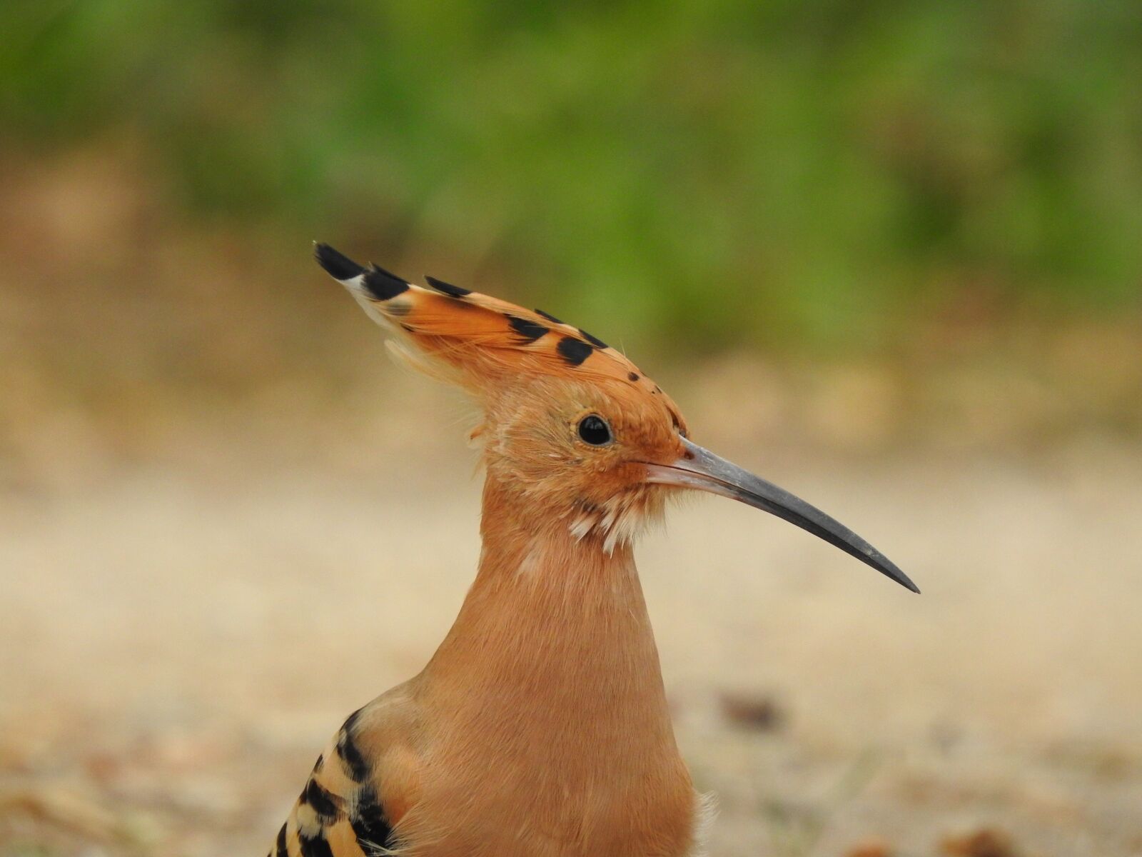 Nikon Coolpix P900 sample photo. Bird, ave, hoopoe photography