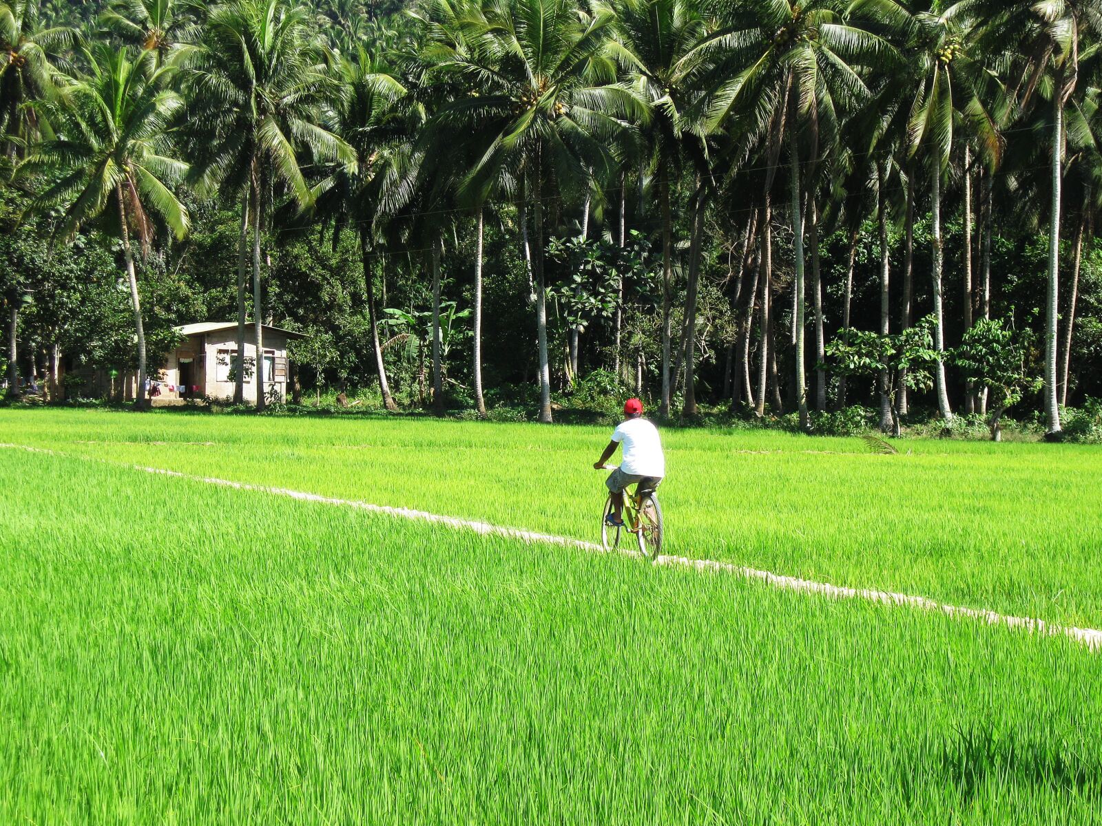 Canon PowerShot A590 IS sample photo. Rice field, green, palms photography