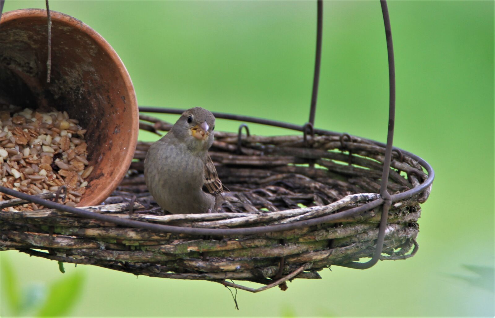 Tamron SP 150-600mm F5-6.3 Di VC USD sample photo. Sparrow, bird, songbird photography