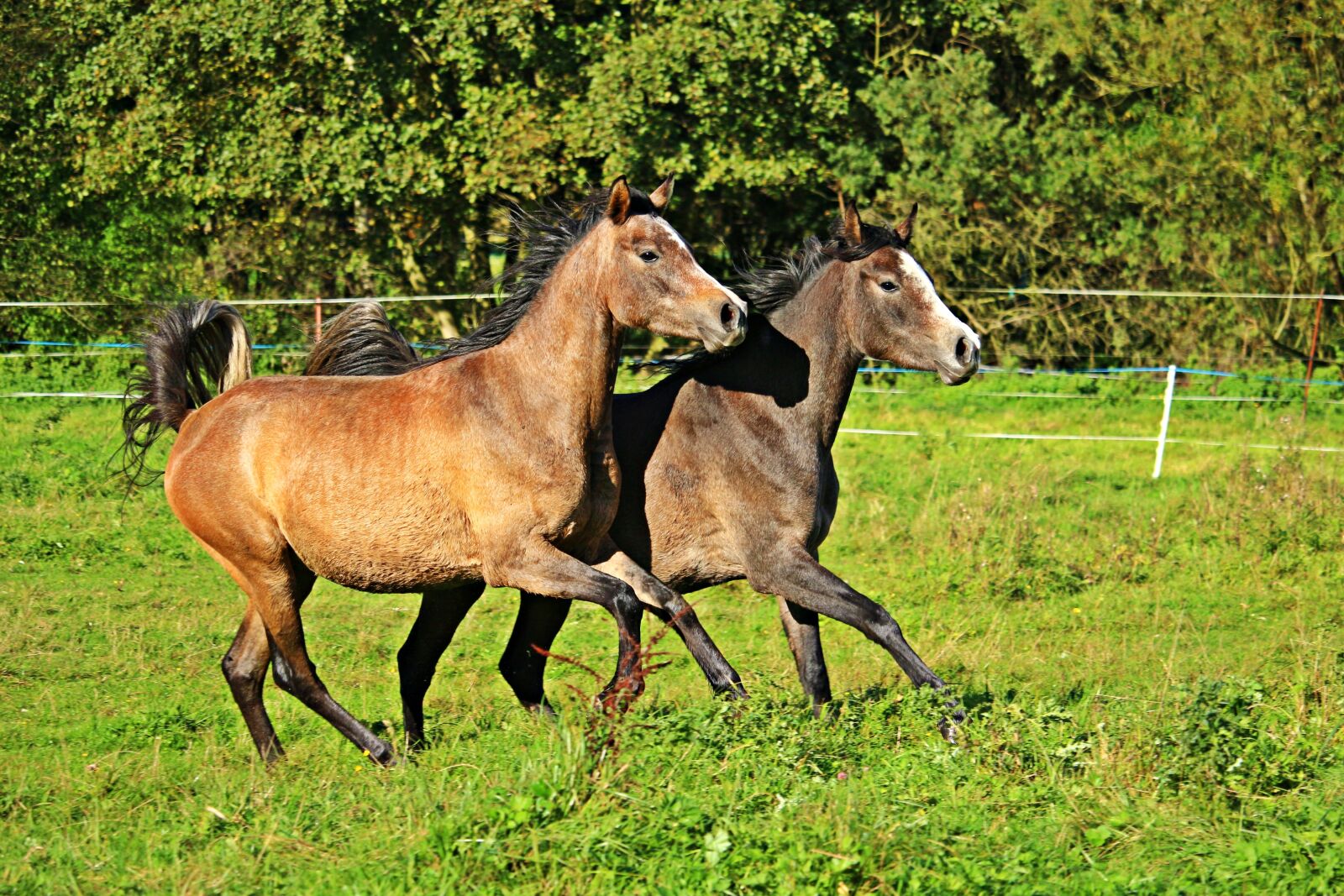 Canon EOS 100D (EOS Rebel SL1 / EOS Kiss X7) sample photo. Horse, thoroughbred arabian, gallop photography