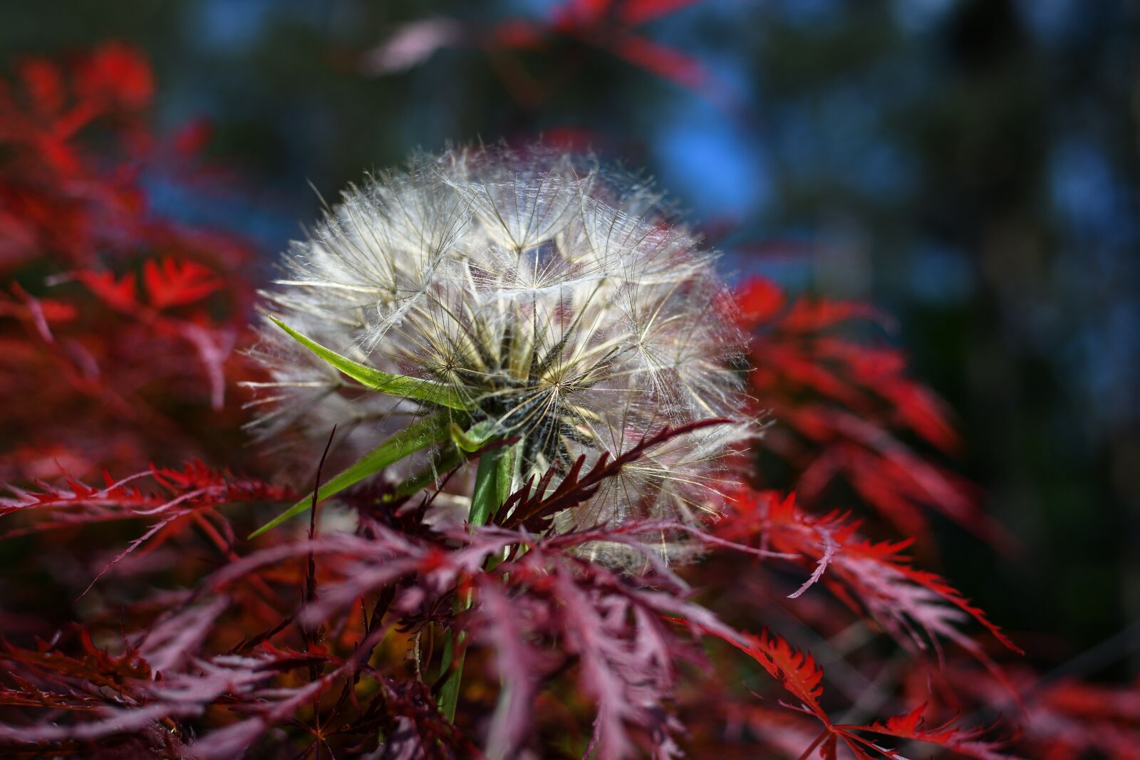 Nikon D7200 sample photo. Japanese maple, had salsify photography