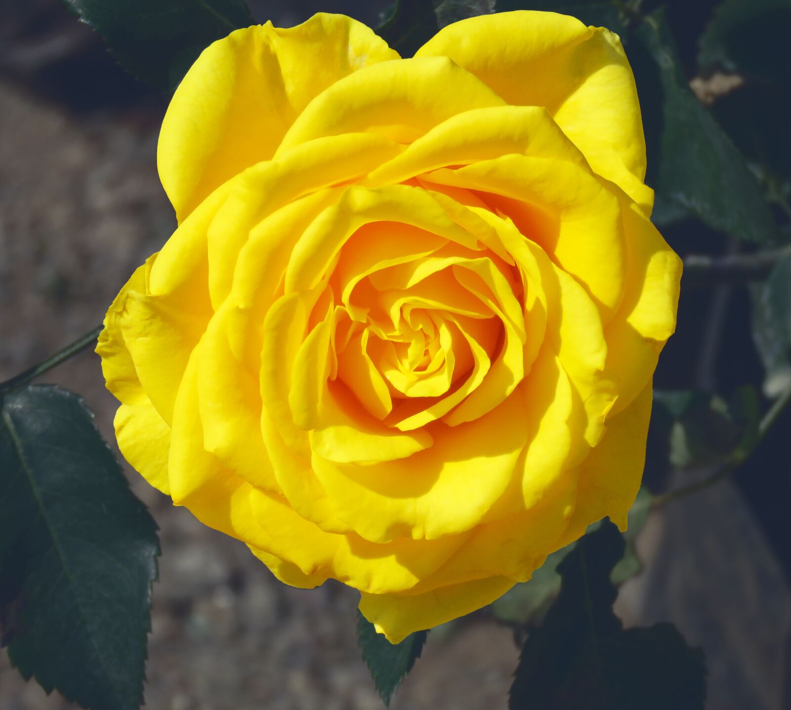 Canon PowerShot SX60 HS sample photo. Yellow rose, rose, yellow photography