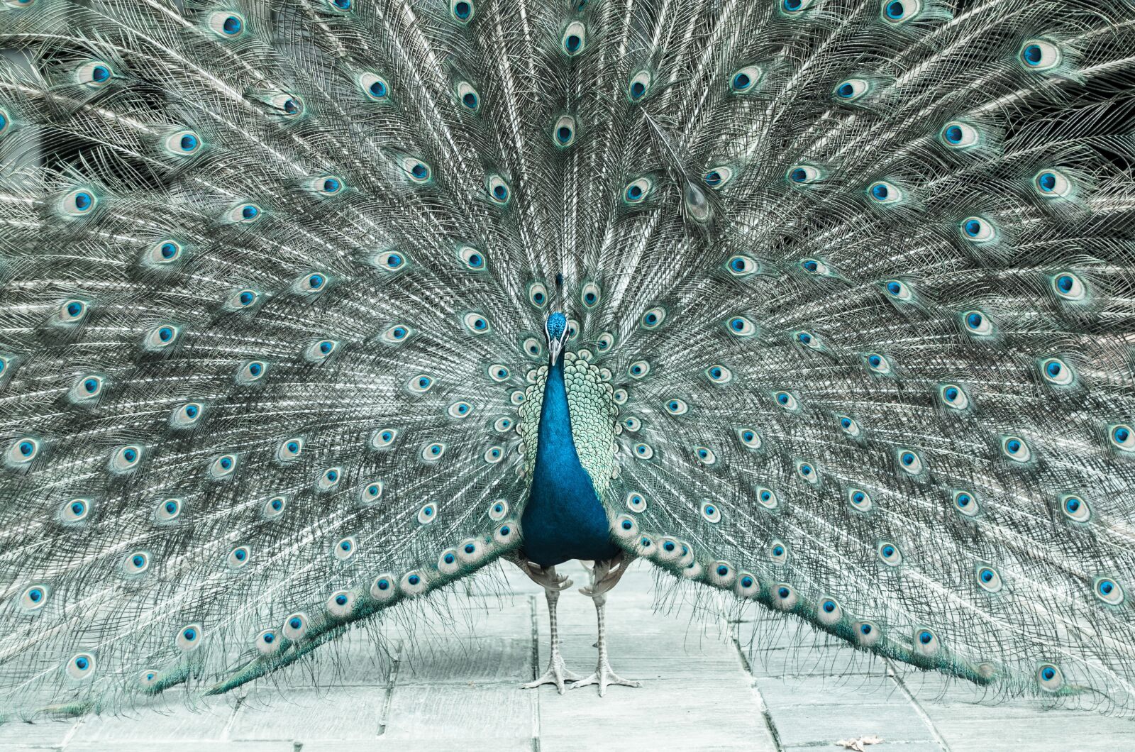 Nikon D7000 sample photo. Beautiful male peacock, colorful photography