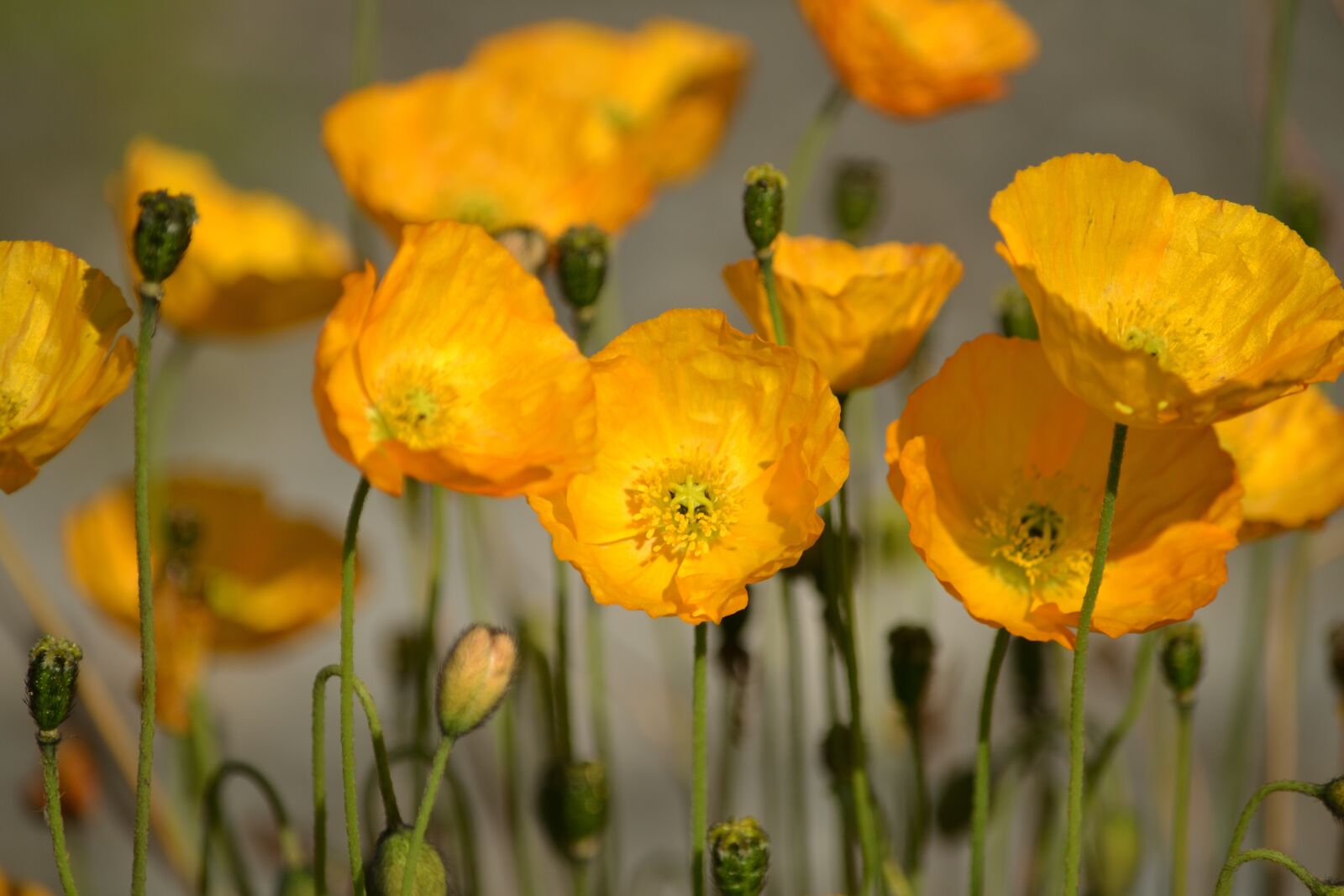 Nikon D3100 sample photo. Yellow, flowers, summer photography