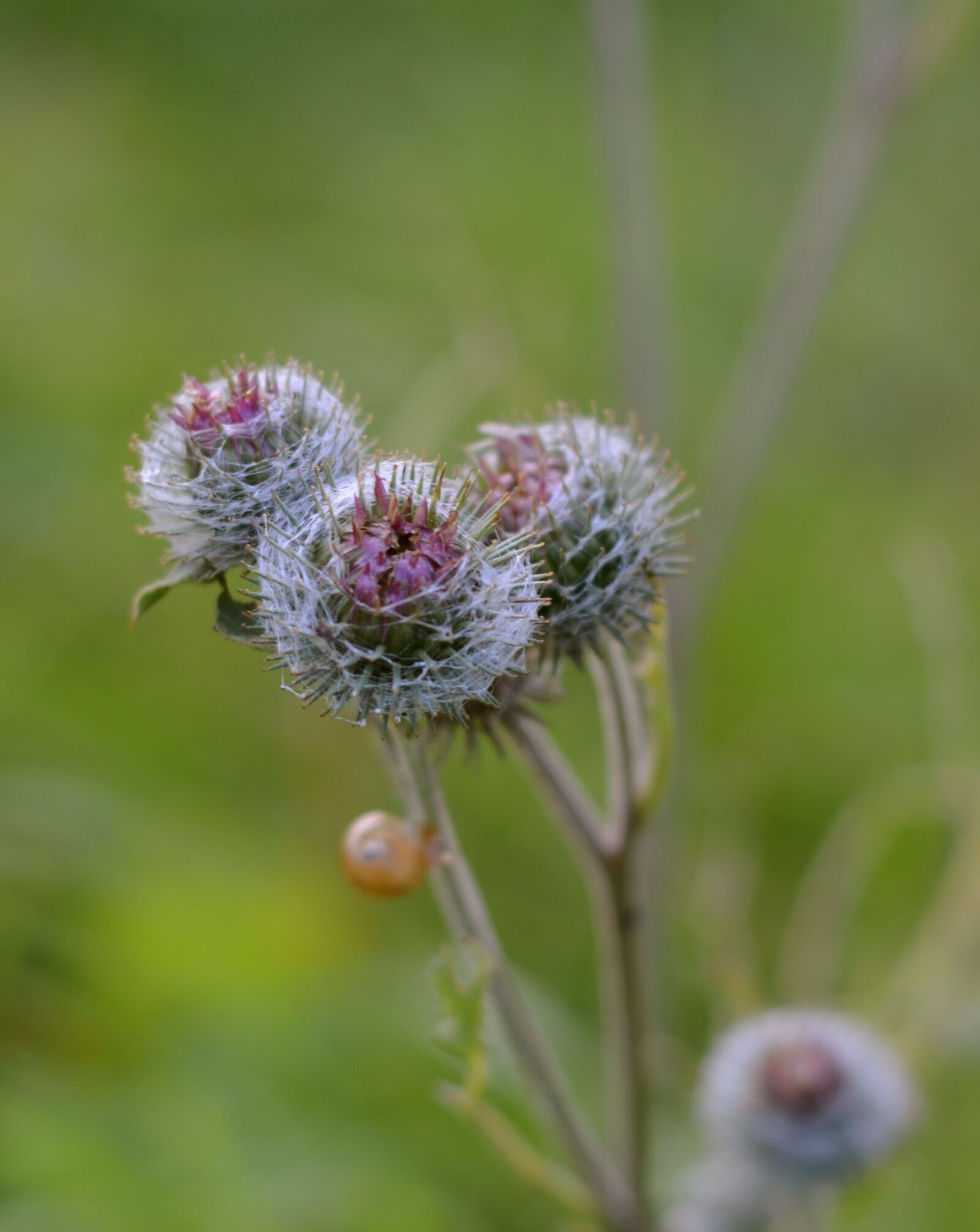 Nikon D5100 sample photo. Thistle, flora, nature photography