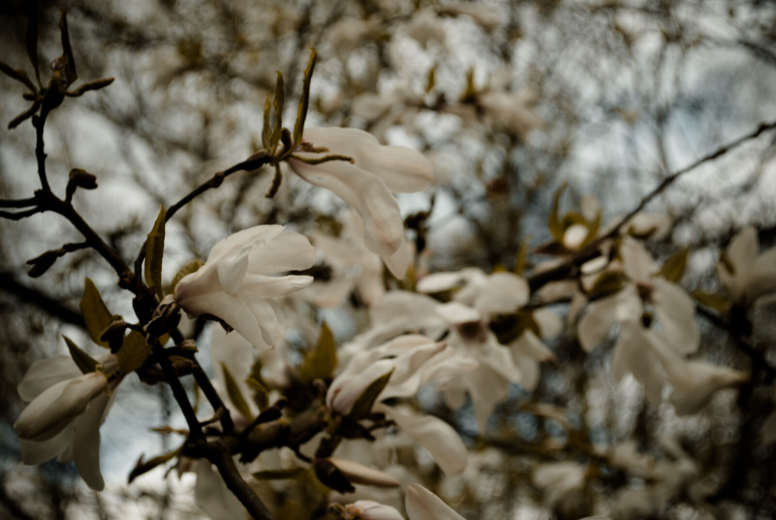 Nikon D3000 sample photo