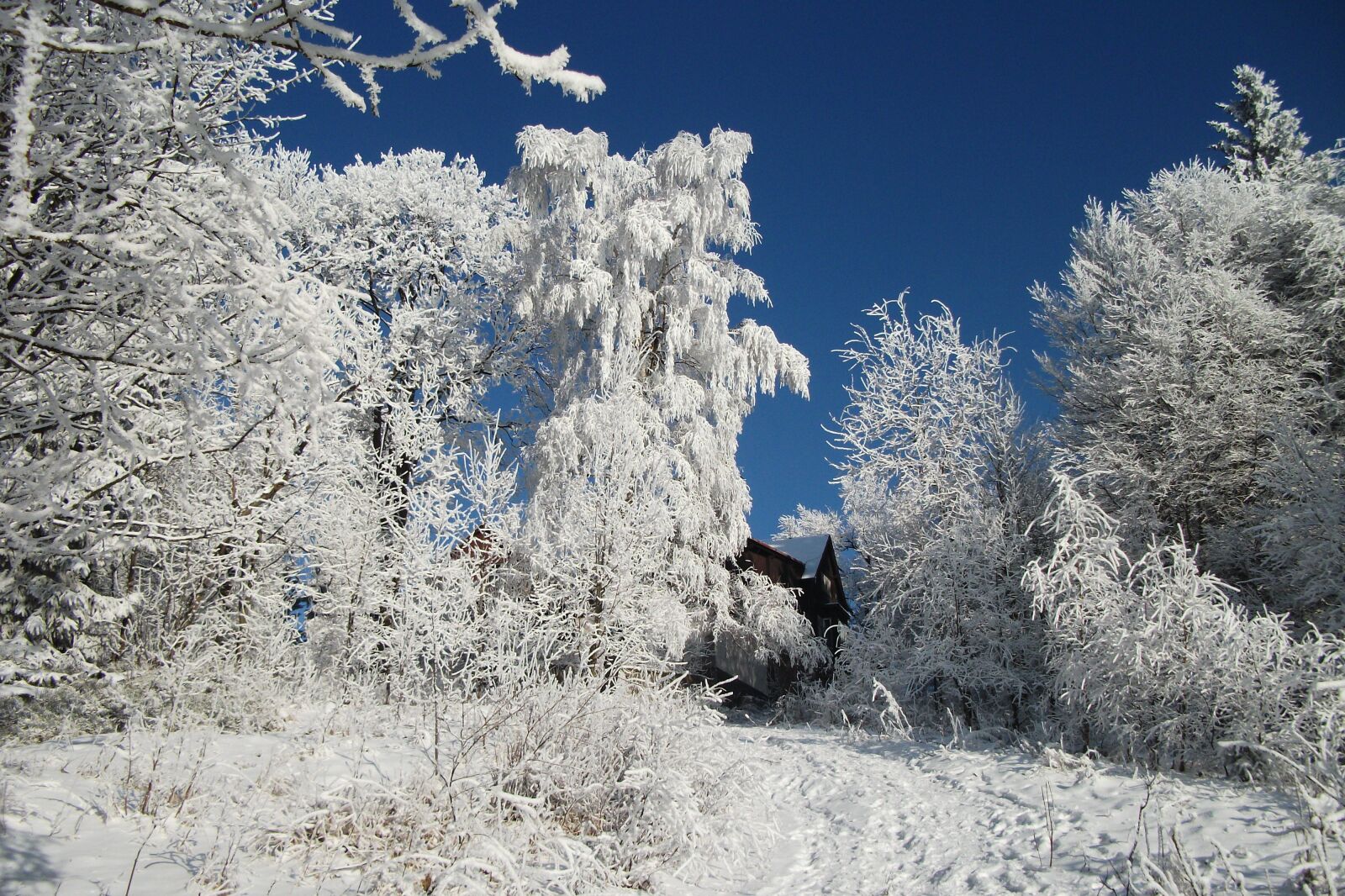 Fujifilm FinePix AV100 sample photo. Winter, frost, ice photography