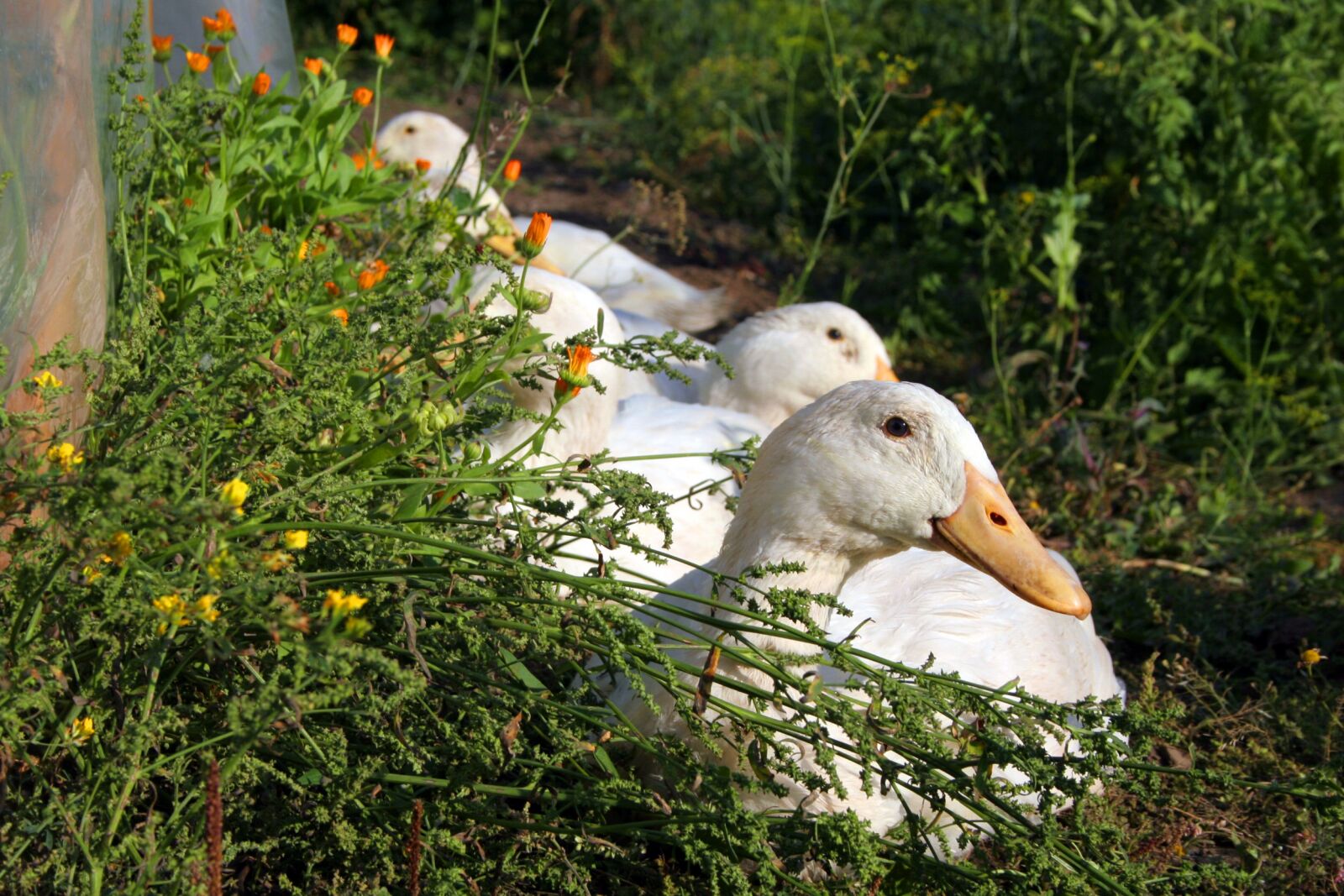 Canon EOS 350D (EOS Digital Rebel XT / EOS Kiss Digital N) sample photo. Geese, summer, nature photography
