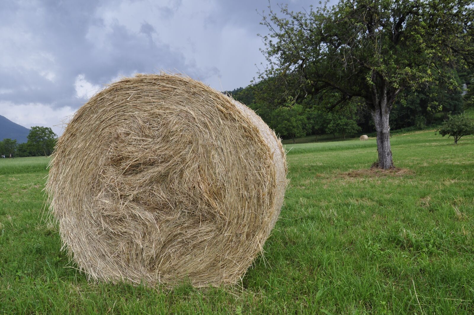 Nikon D5000 sample photo. Prato, hay, summer photography