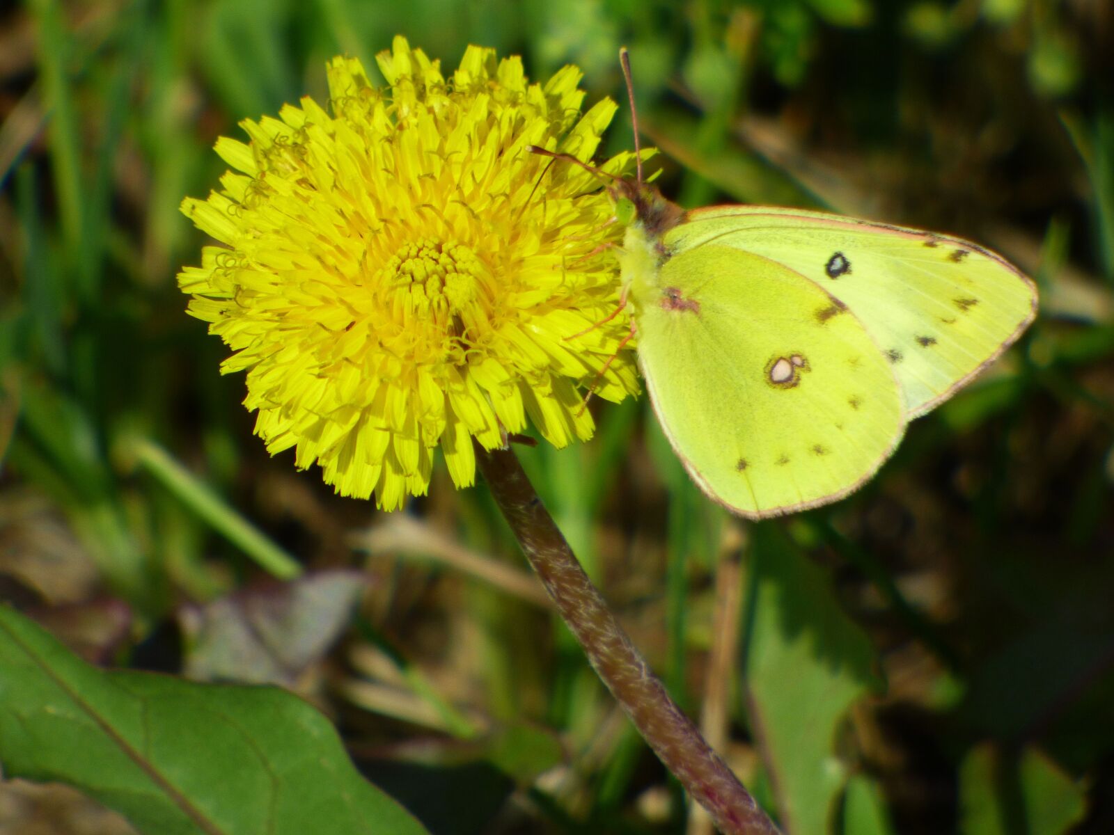 Panasonic DMC-FZ72 sample photo. Butterfly, lemon, yellow photography