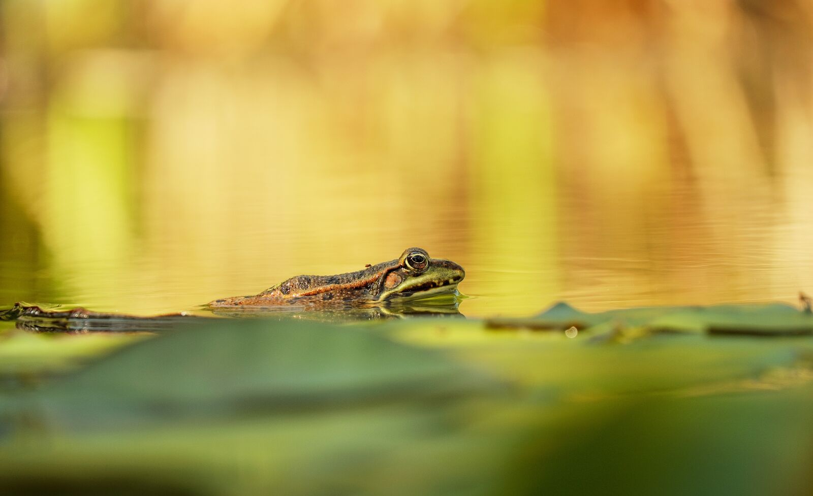 Fujifilm X-T10 + Fujifilm XC 50-230mm F4.5-6.7 OIS sample photo. Frog, water frog, animal photography