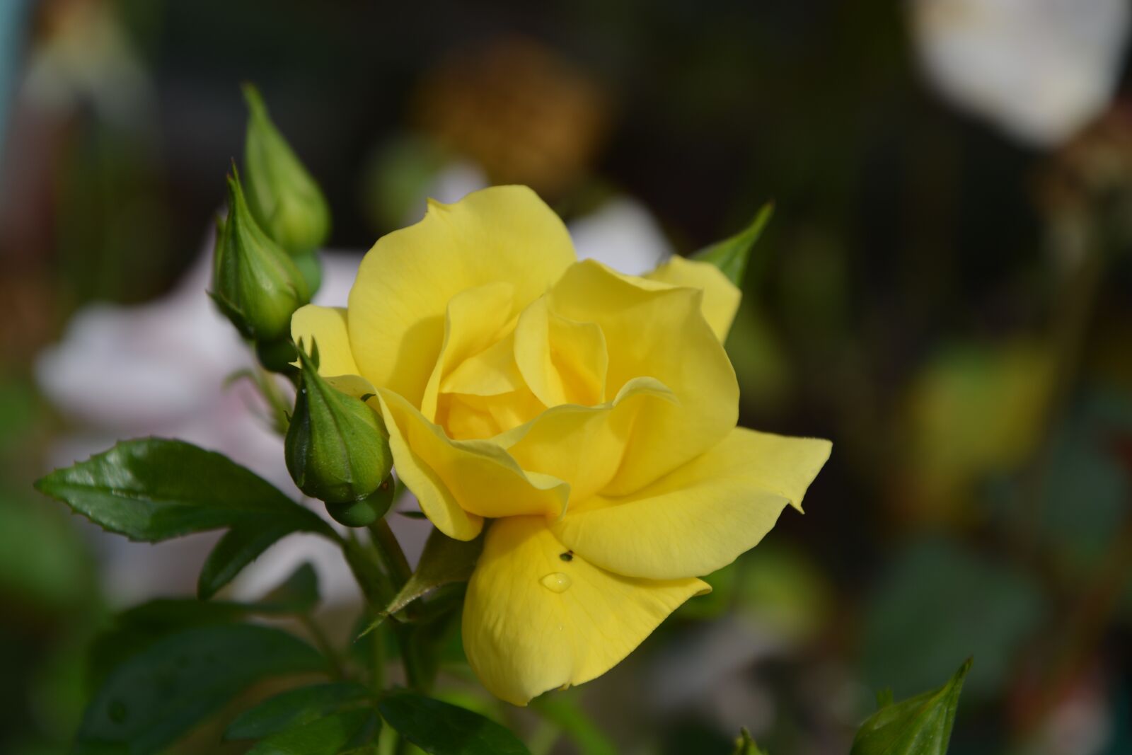 Nikon D5200 sample photo. Yellow rose, rosebuds, jardiniere photography