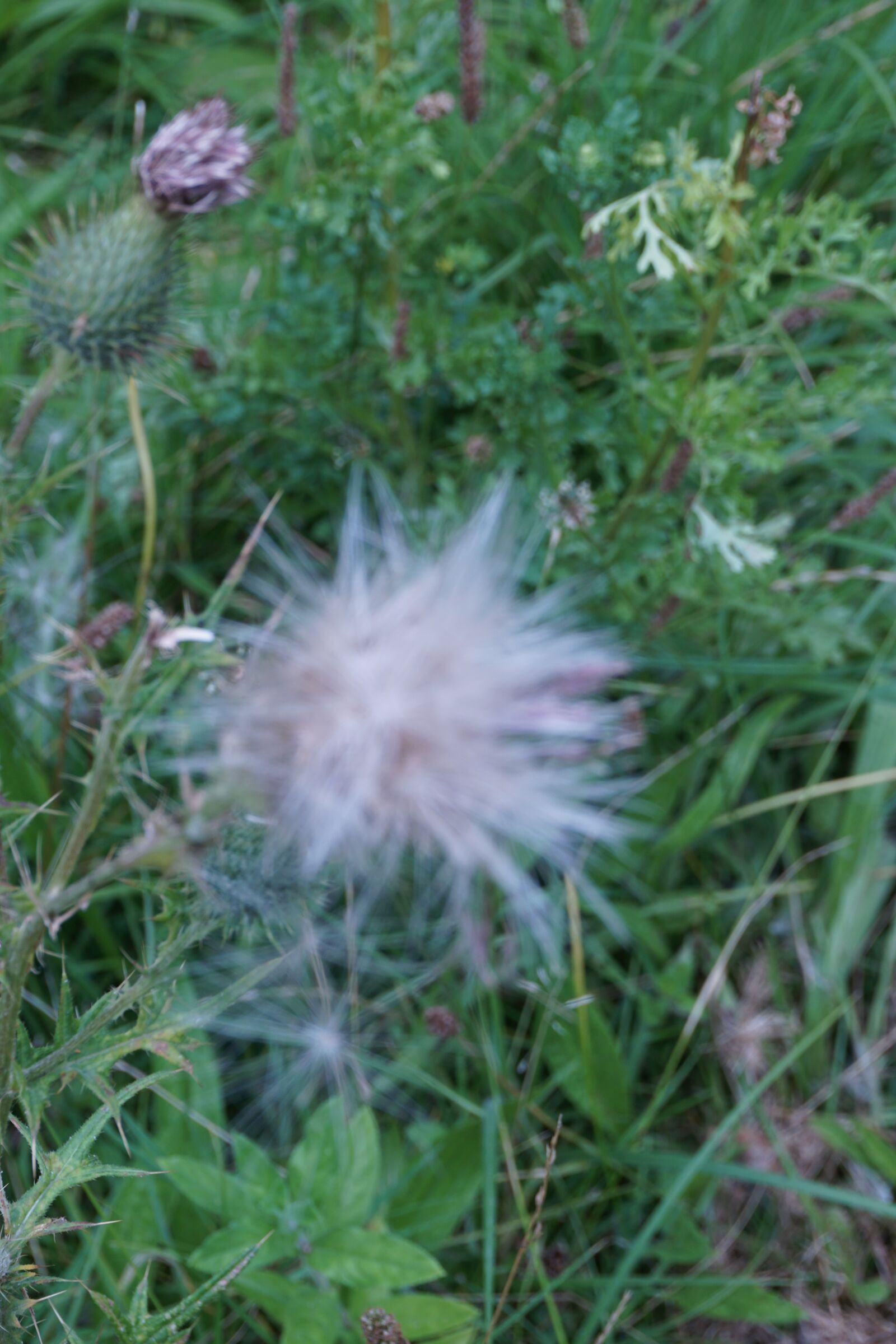 Sony a6000 sample photo. Nature, plants, blossom photography
