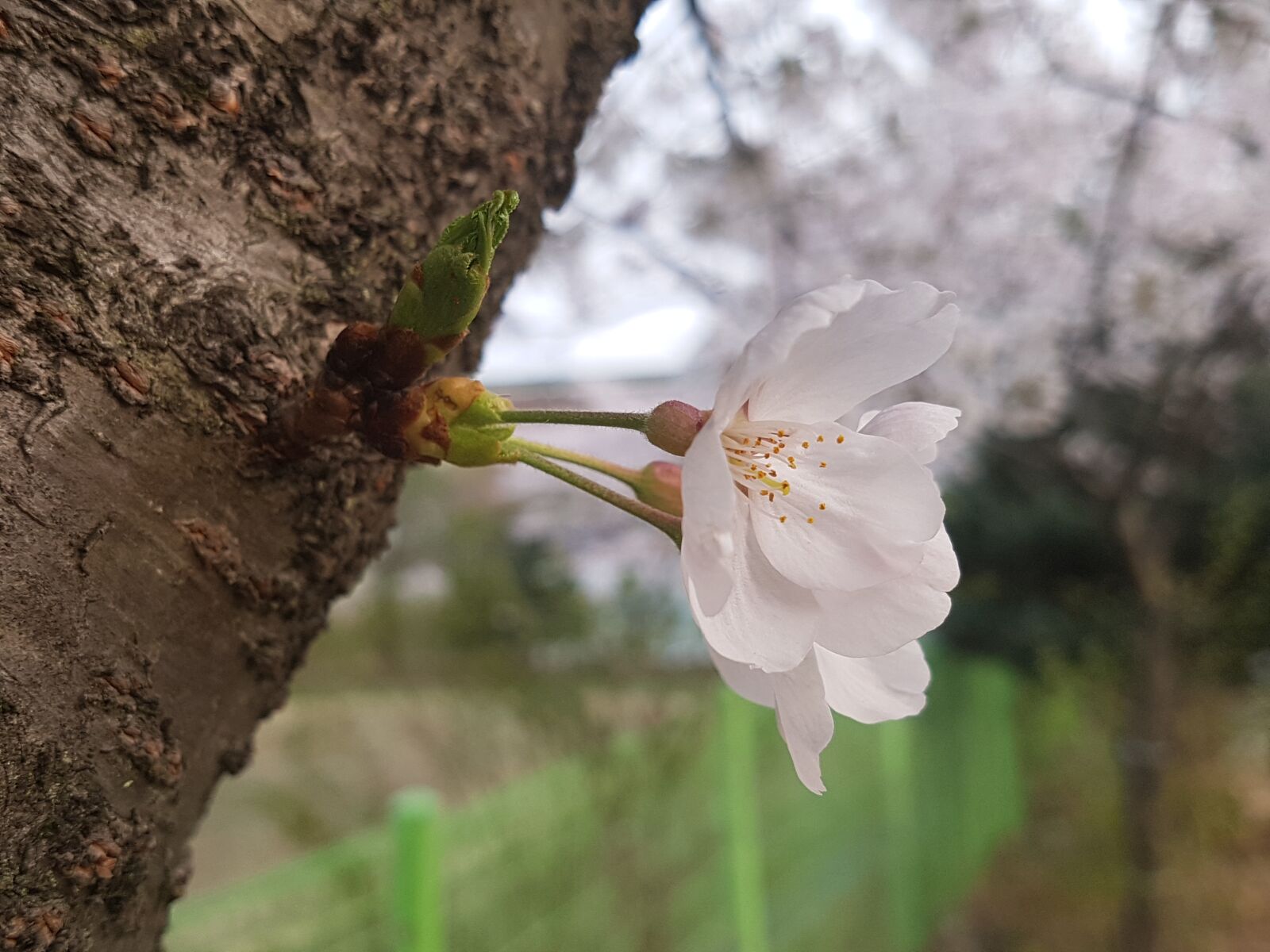 Samsung Galaxy S7 Edge sample photo. Cherry blossom, wood, cherry photography