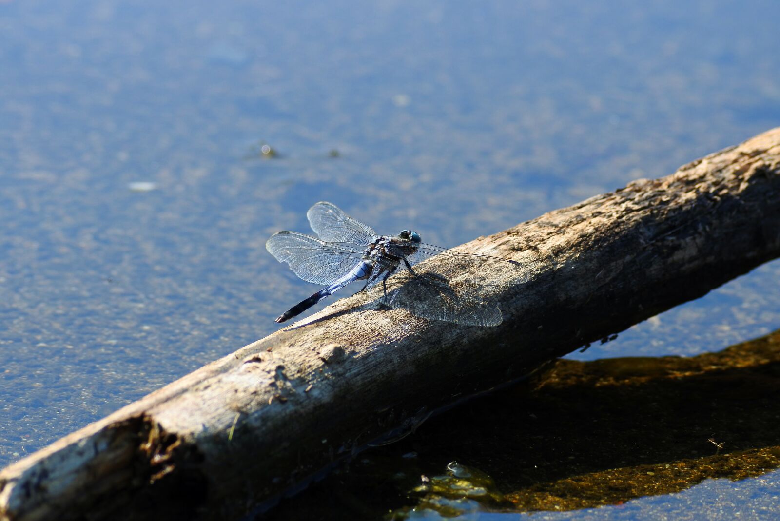 Nikon 1 J5 + VR 55-200mm f/4-5.6G sample photo. Natural, landscape, insect photography