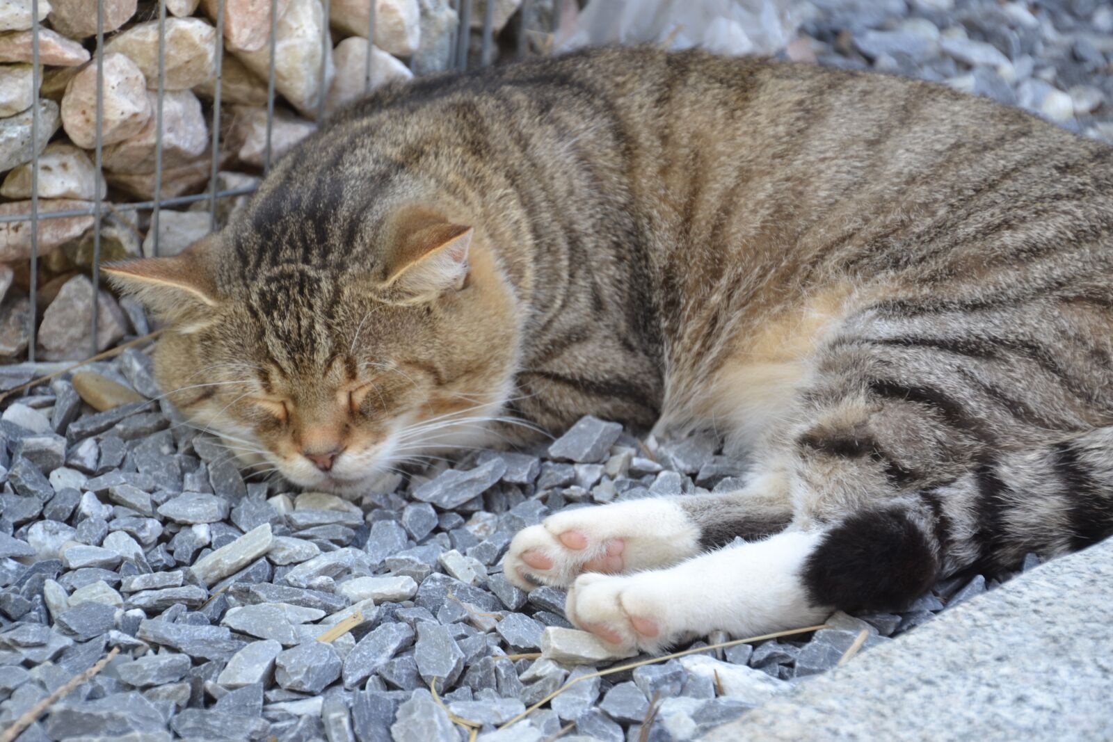 Nikon D3100 sample photo. Cat, mackerel, domestic cat photography