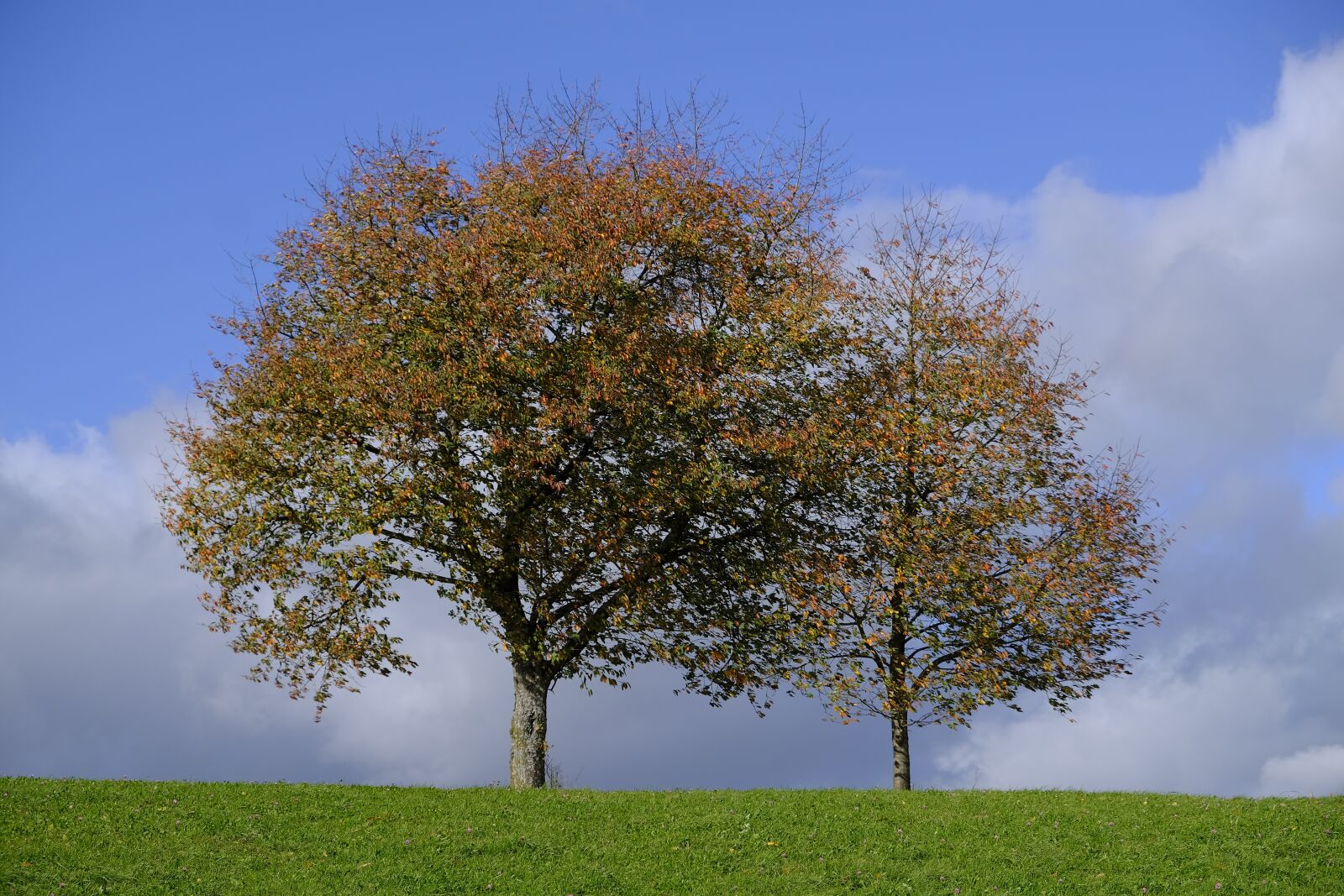 Fujifilm XF 18-55mm F2.8-4 R LM OIS sample photo. Tree, autumn, leaves photography