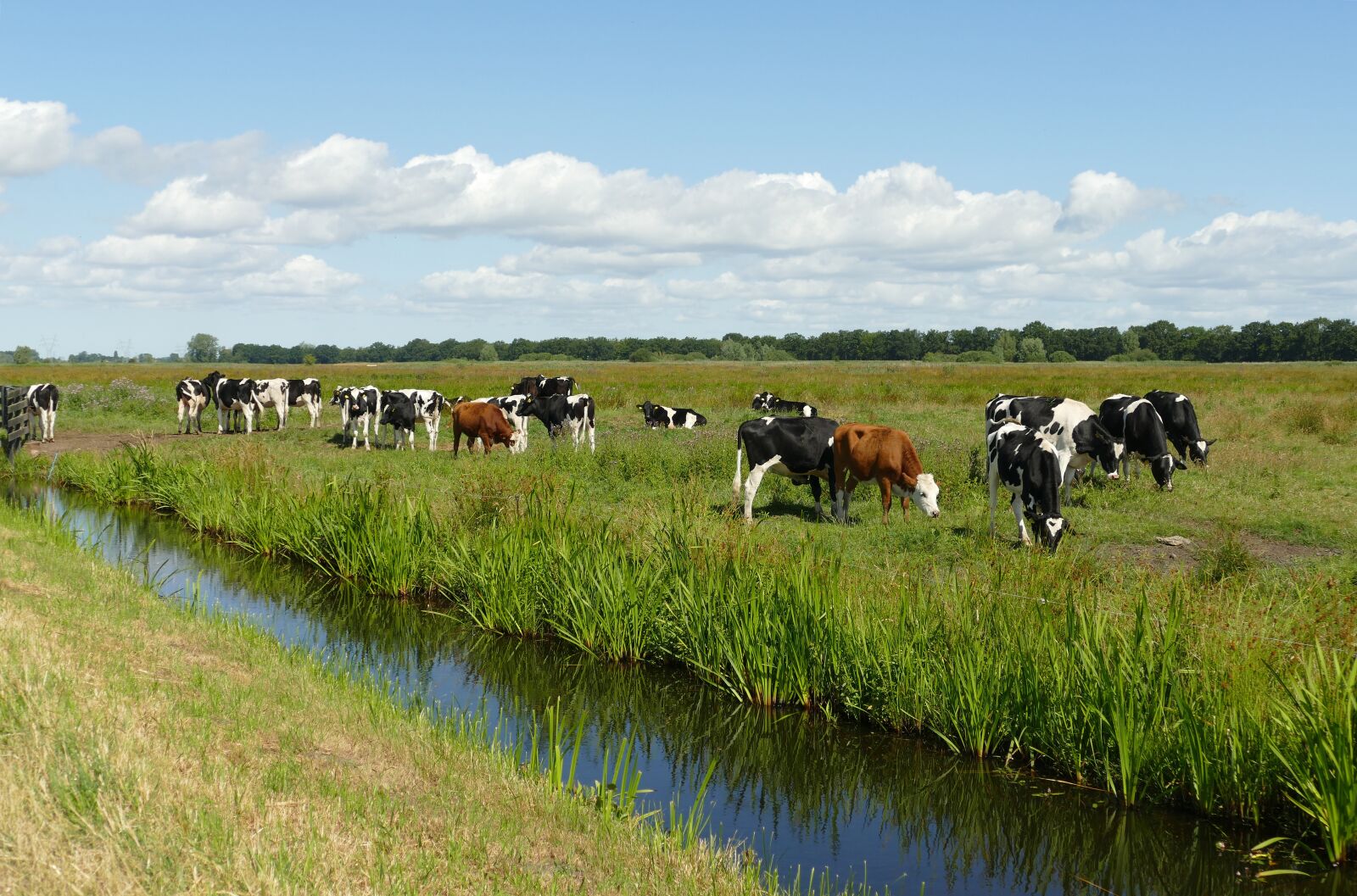 Panasonic Lumix DMC-FZ1000 sample photo. Landscape, cow, mammal photography