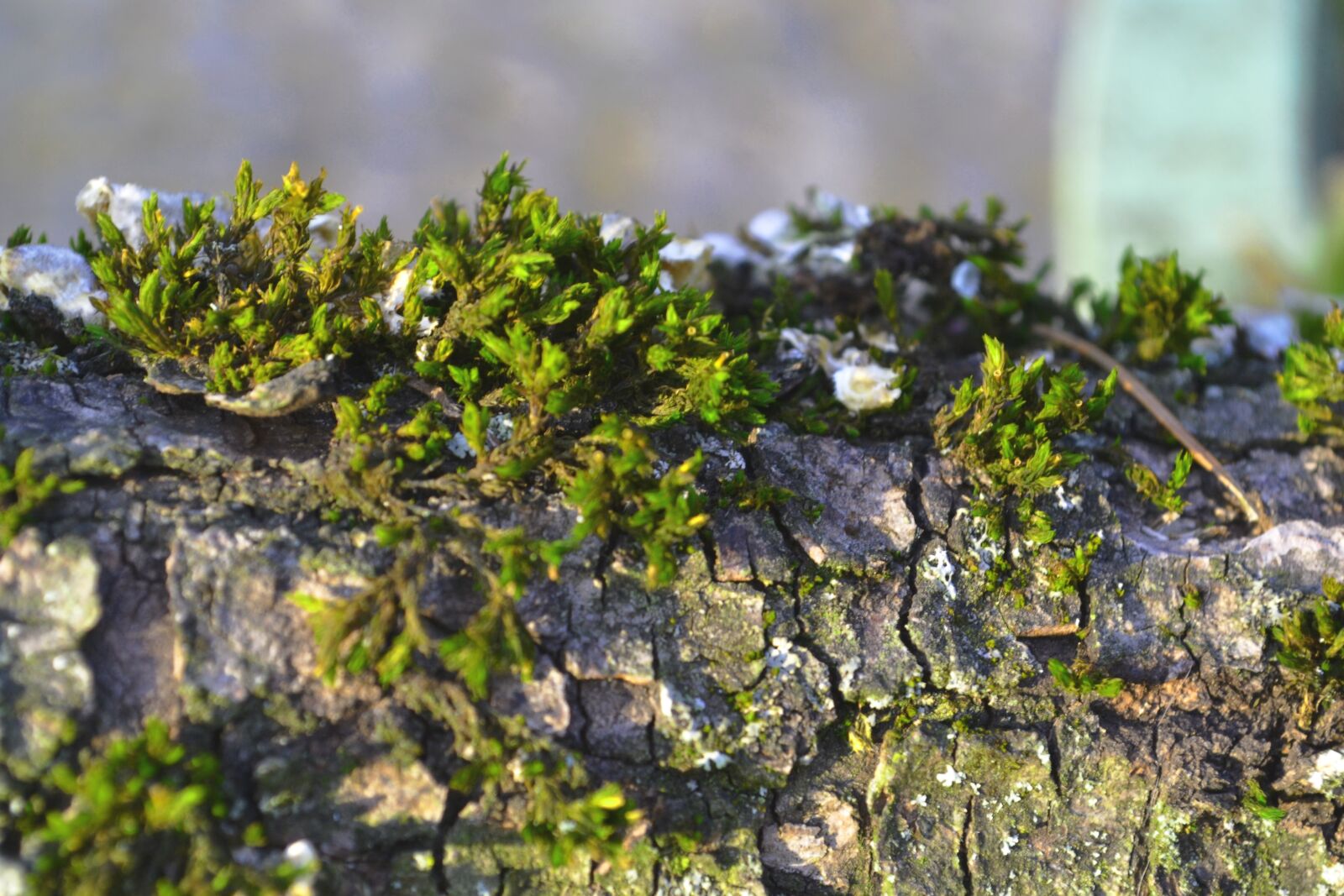 Nikon D3100 sample photo. Moss, branch, forest photography