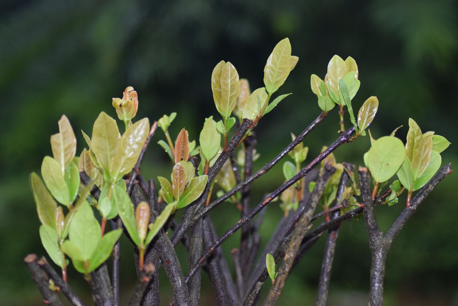 Nikon D3300 sample photo. Leaf, flora, growth photography