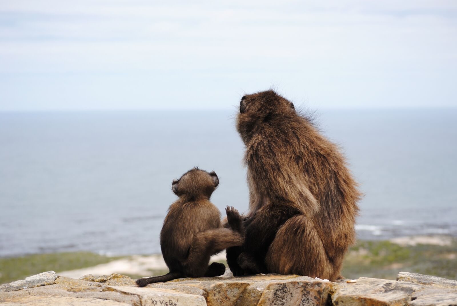 Nikon D3000 sample photo. Cape of good hope photography