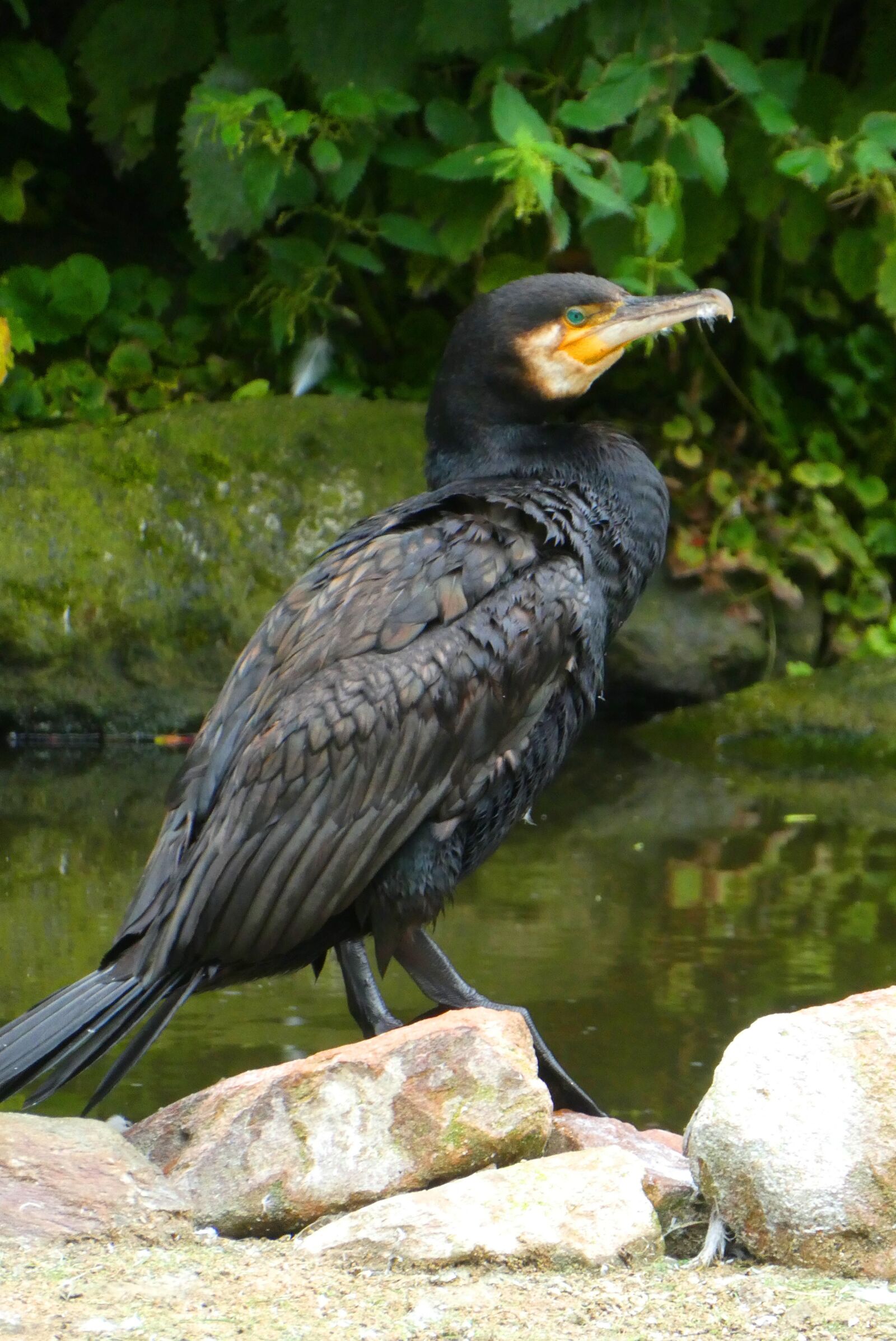 Panasonic Lumix DC-ZS70 (Lumix DC-TZ90) sample photo. Great cormorant, bird, zoo photography