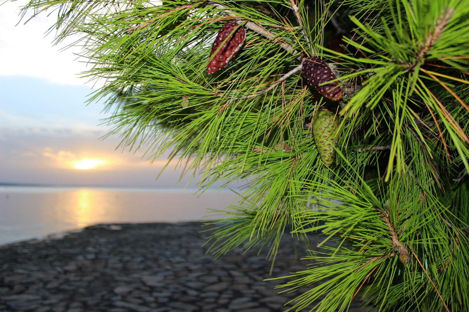Canon EOS 100D (EOS Rebel SL1 / EOS Kiss X7) sample photo. Pine, pine-cone, beach photography