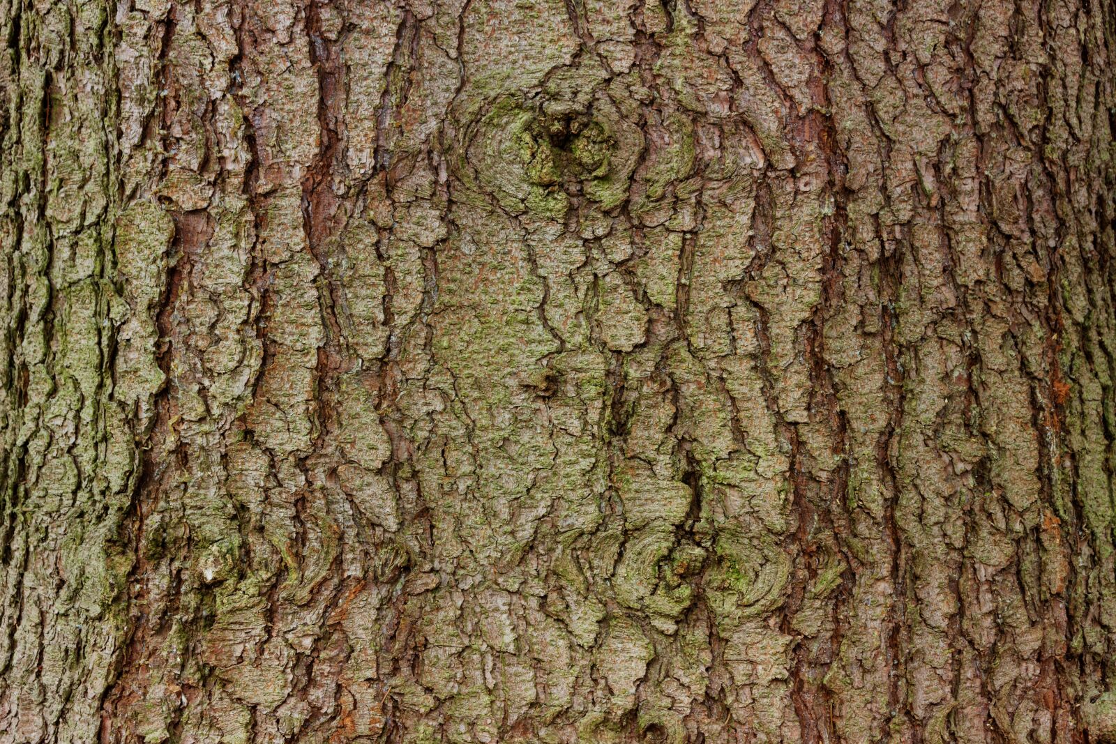 Nikon D7200 sample photo. Bark, tree, spruce photography