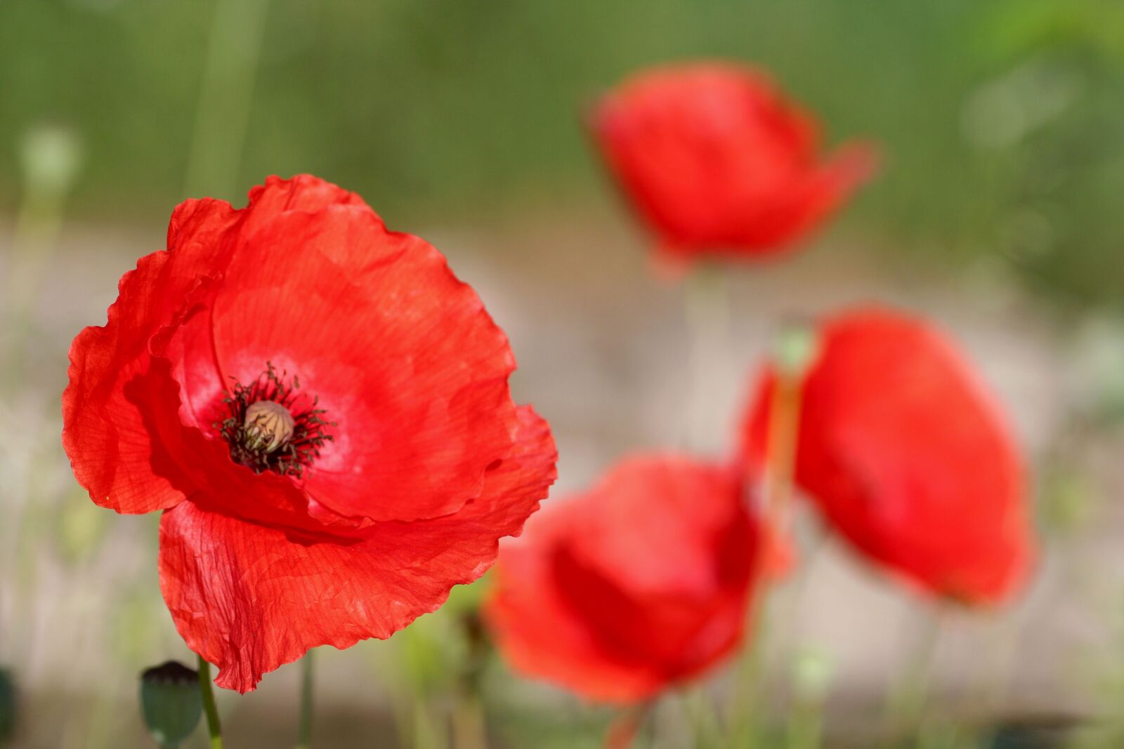 Canon EOS 350D (EOS Digital Rebel XT / EOS Kiss Digital N) sample photo. Poppy, flower, red photography