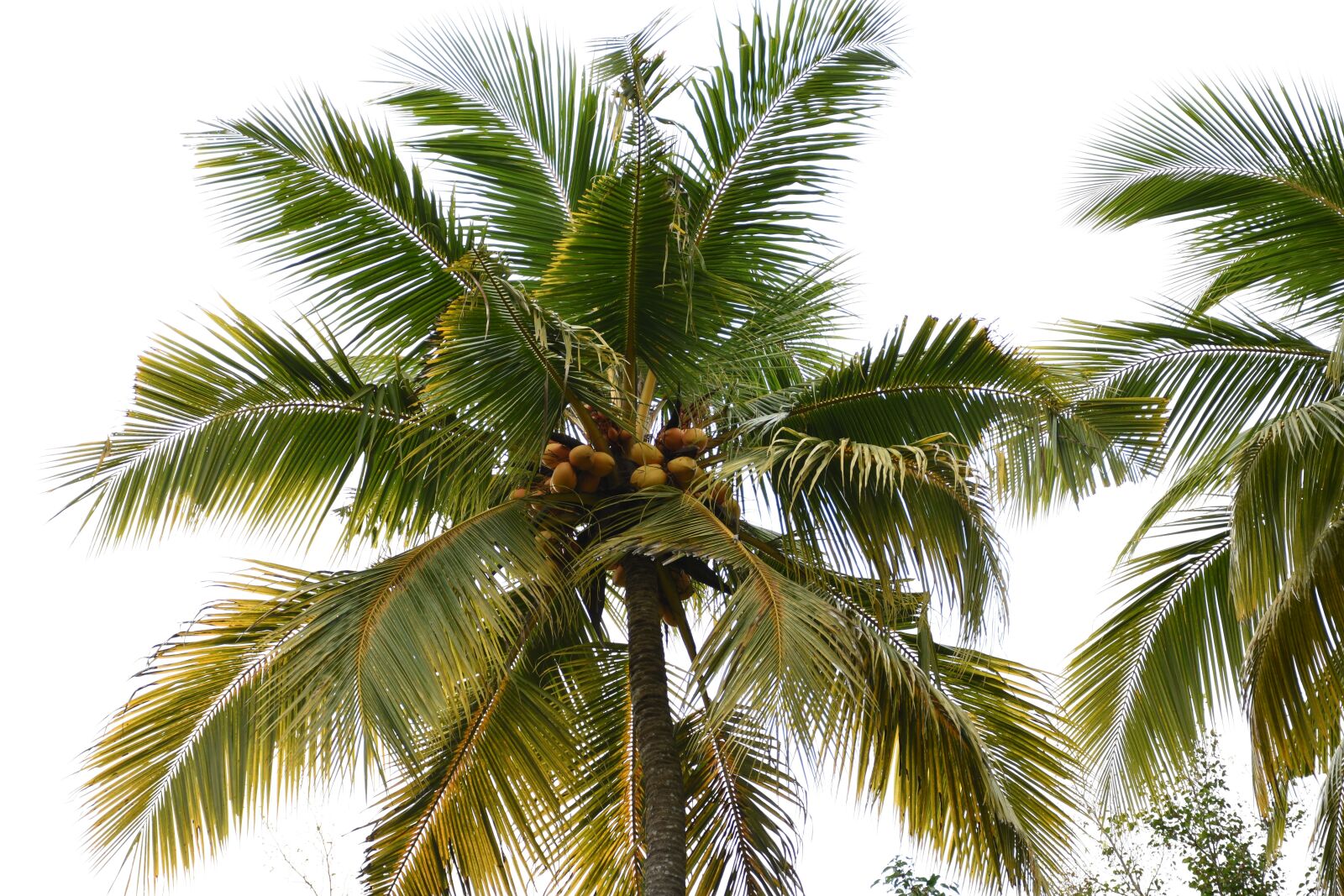 Nikon D7200 sample photo. King coconut tree, nature photography
