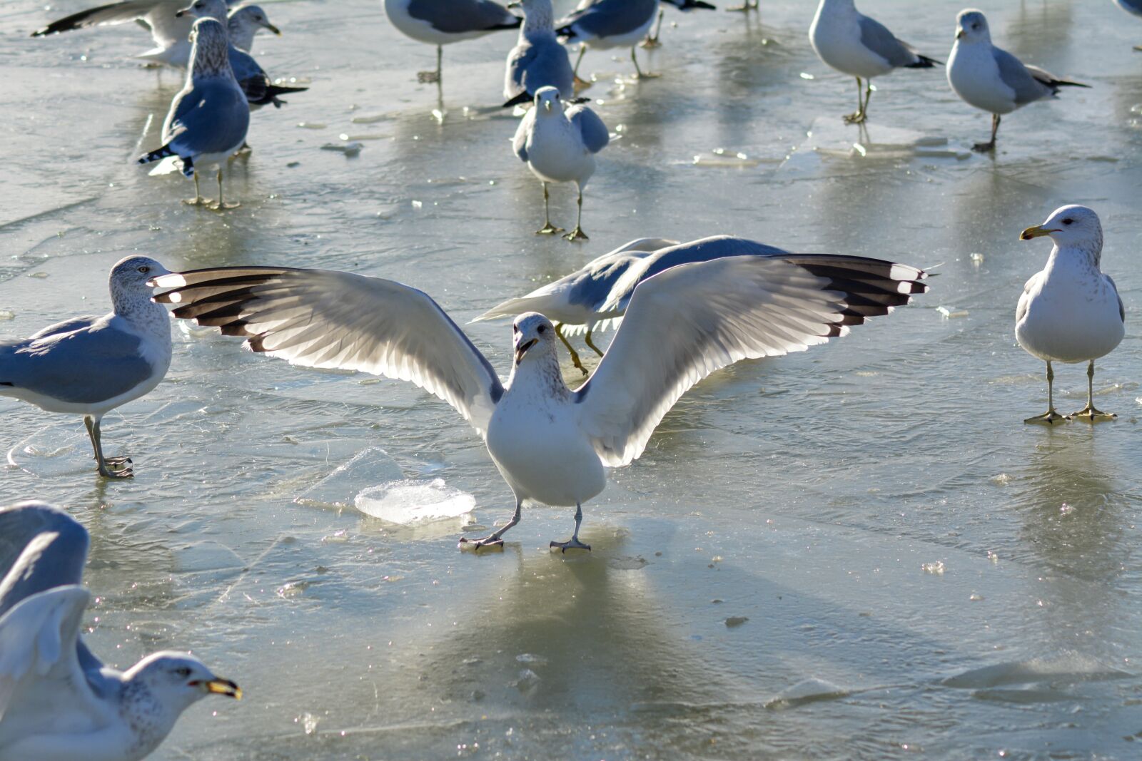 Nikon D5200 sample photo. Bird, flying, fly photography