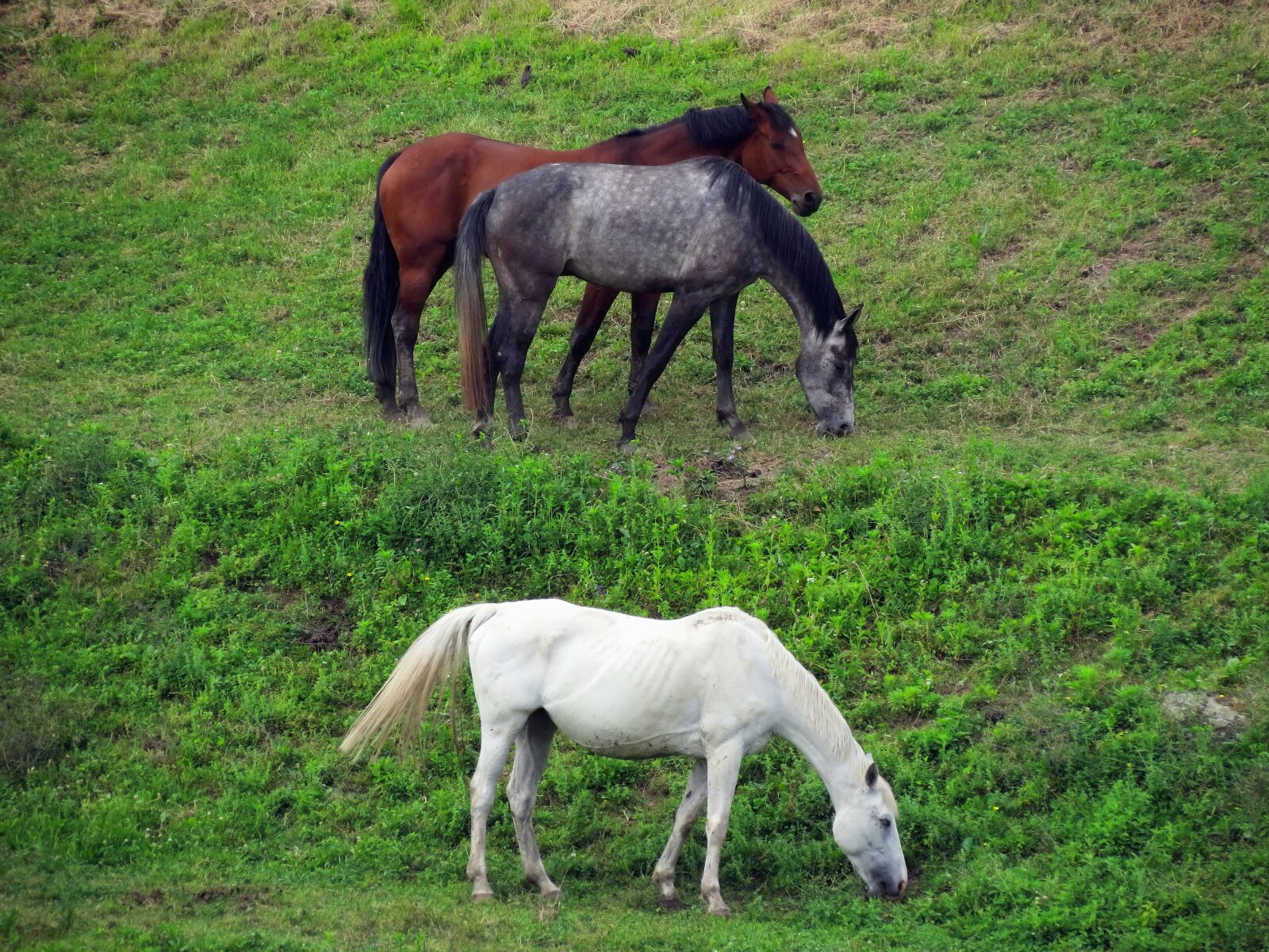 Canon PowerShot SX40 HS sample photo. Grass, pasture, horses photography