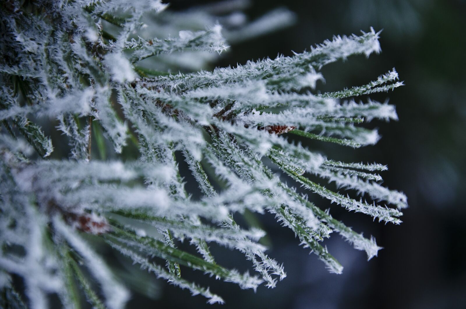 Nikon D5100 sample photo. Winter, eiskristalle, frost photography