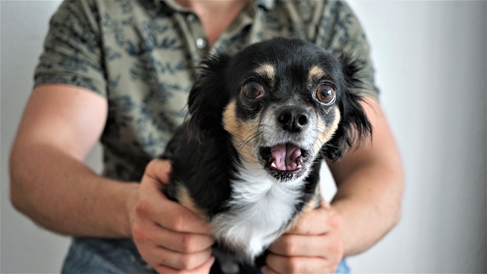 Sony E 30mm F3.5 Macro sample photo. Chihuahua, scared, amazed photography