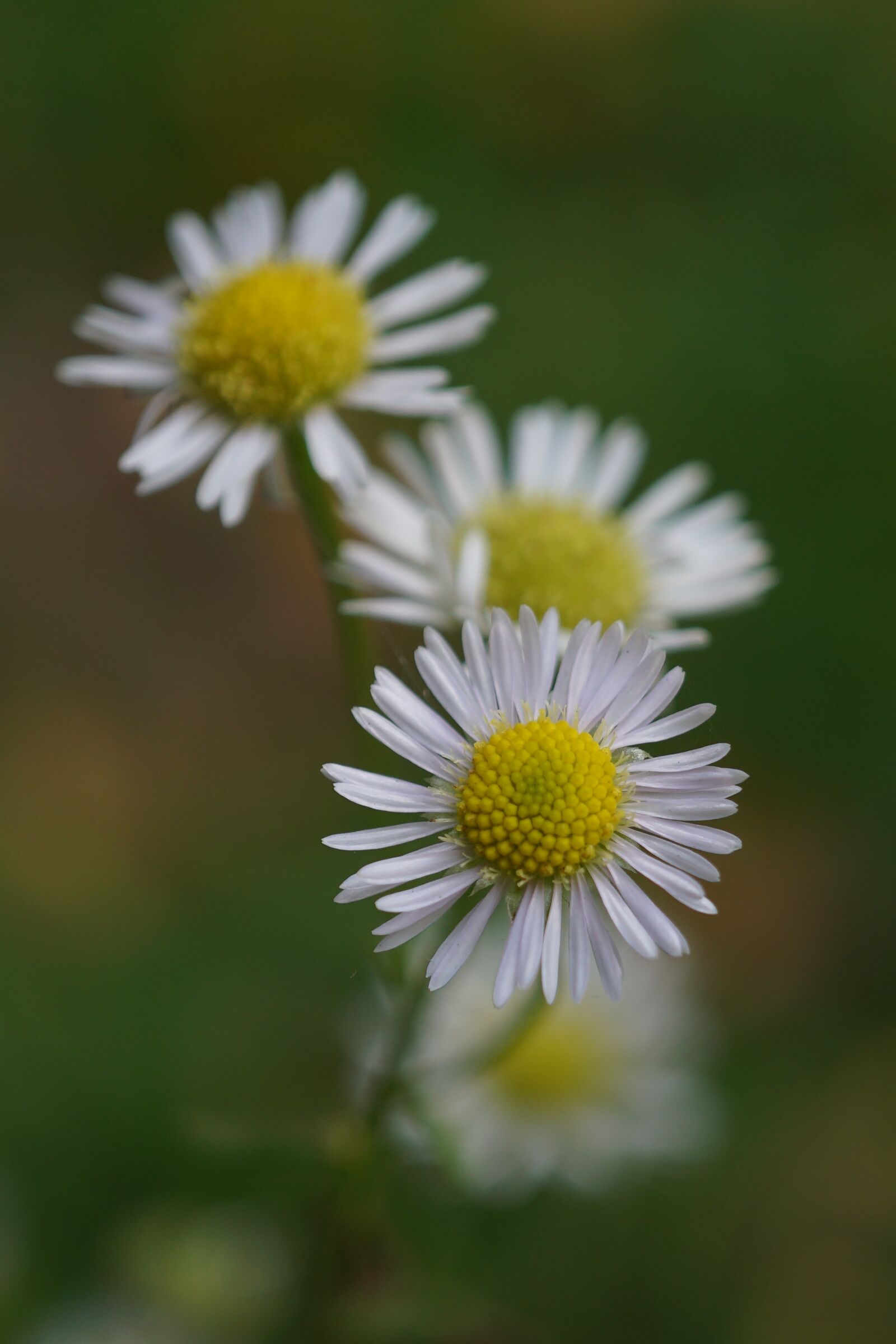 Sony a5100 + Sony E 30mm F3.5 Macro sample photo. Chamomile, chamomile flower, nature photography