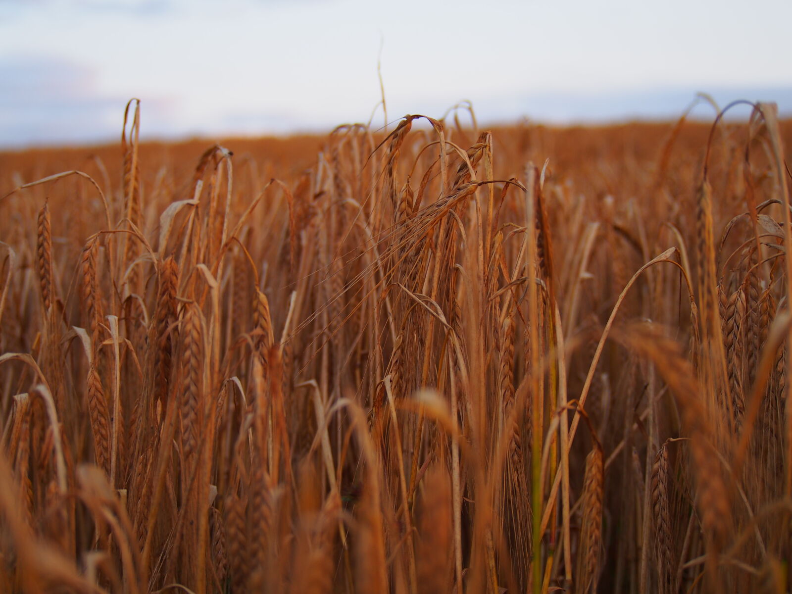 Olympus PEN E-PL6 sample photo. Agriculture, blur, cereal, close photography