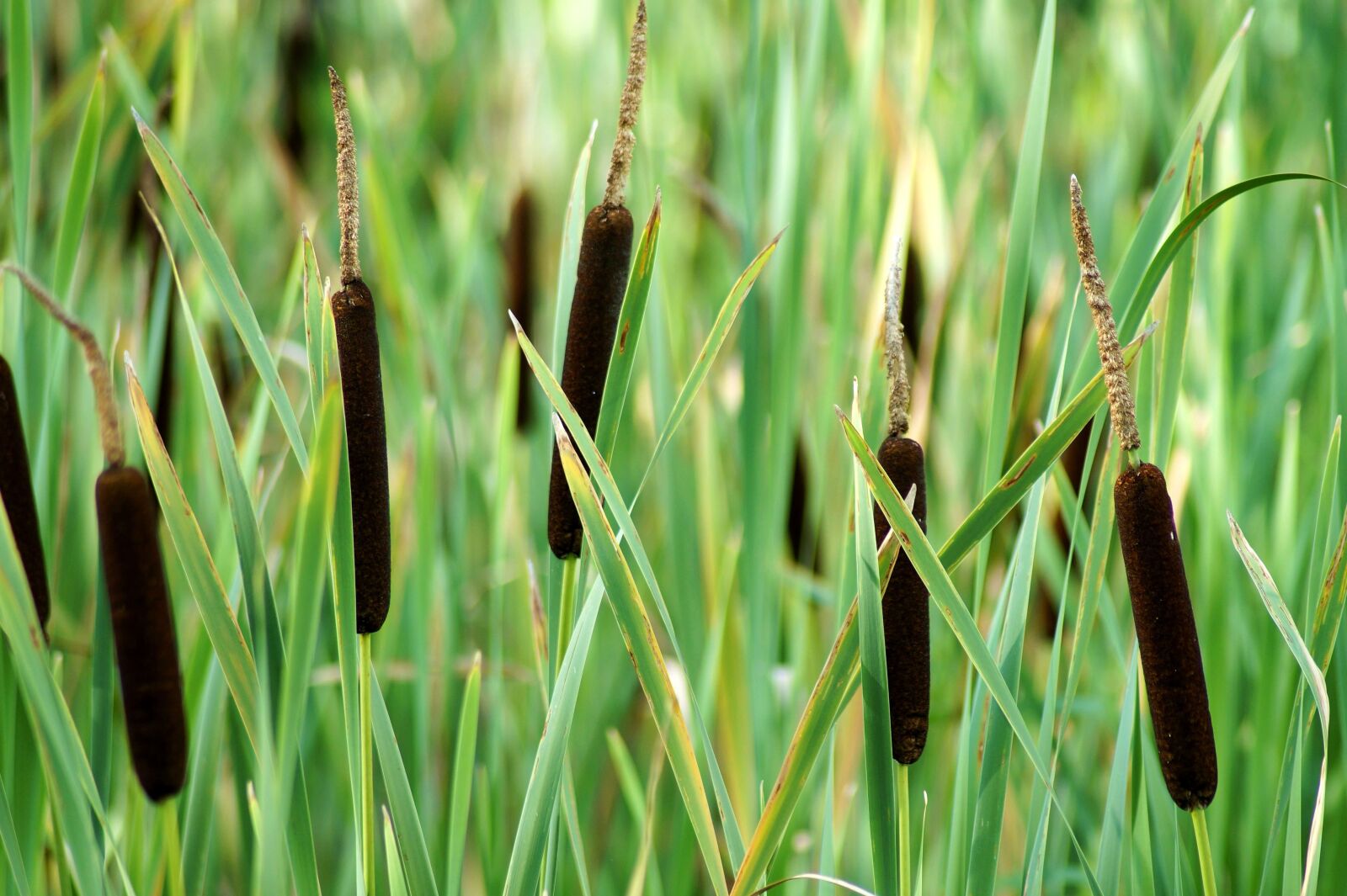 Sony SLT-A58 sample photo. Broad-leaved, cattail, plant photography