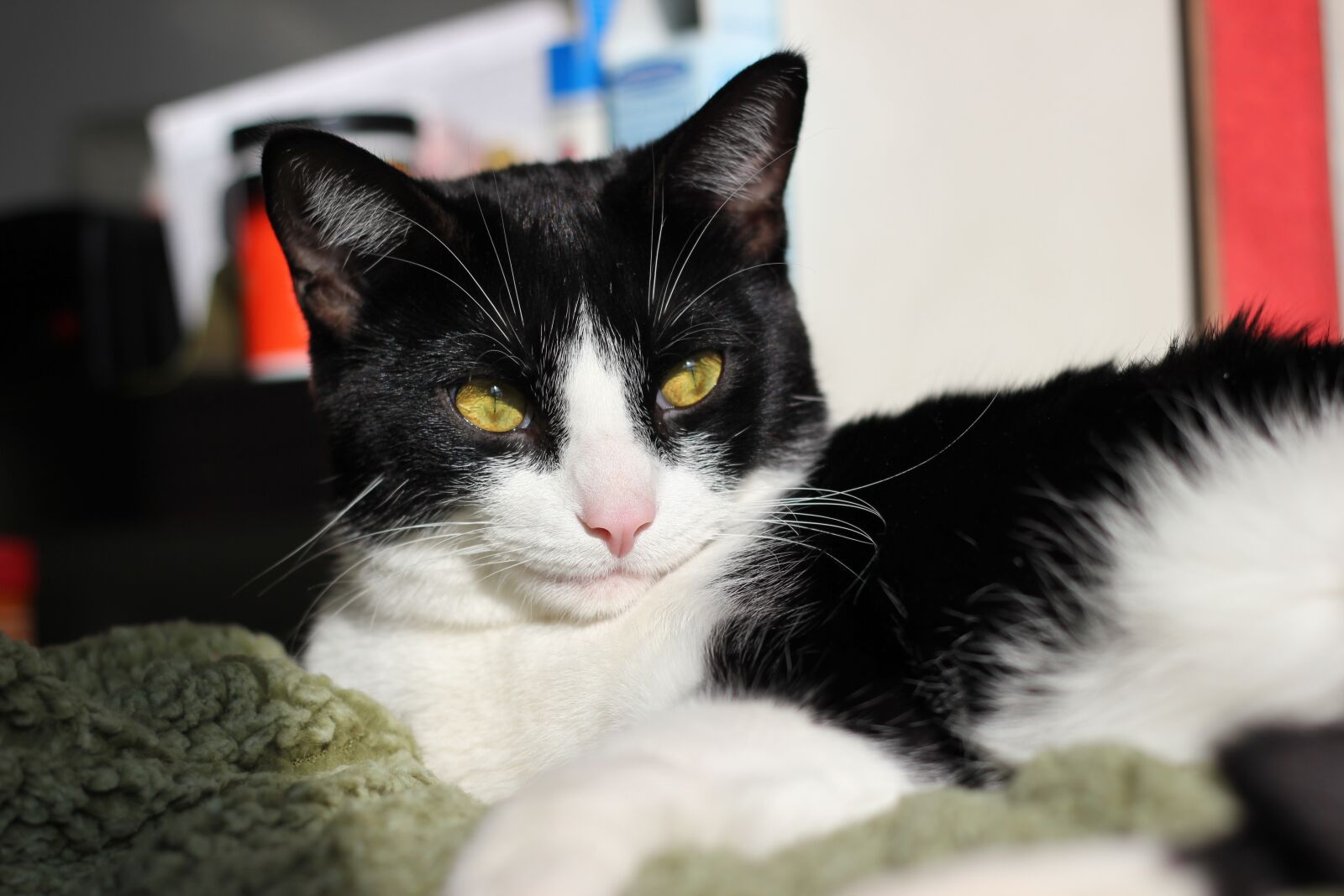 Canon EOS 550D (EOS Rebel T2i / EOS Kiss X4) sample photo. Cat, green, eye photography